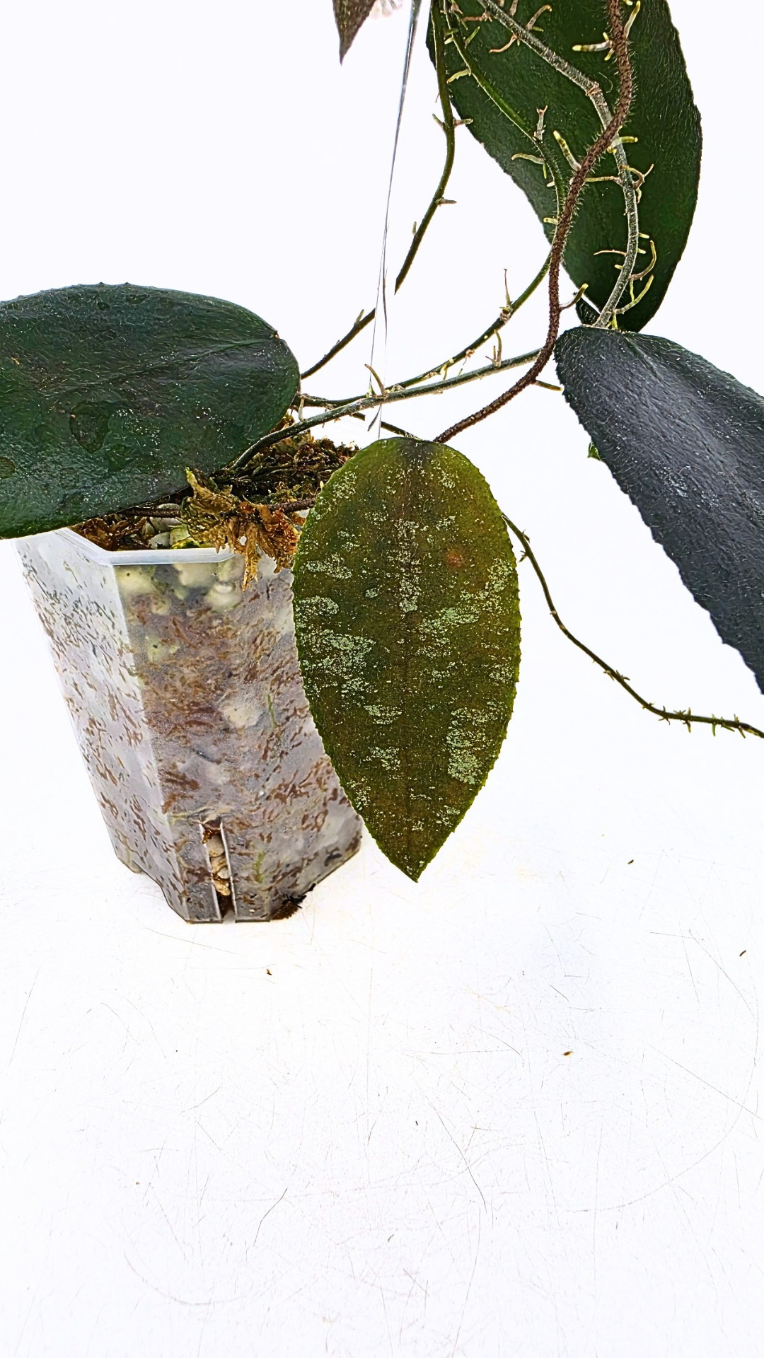 Rare Hoya Caudata Sumatra available for sale by rare indoor plant shop The Leaf Gallery in Perth, Western Australia