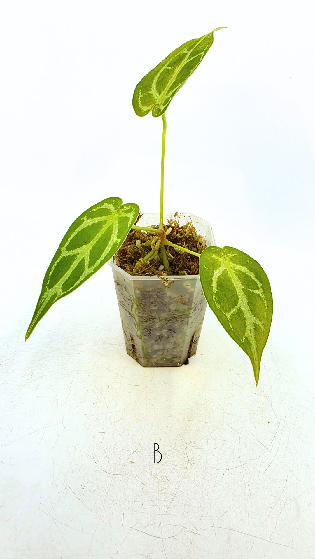 Rare anthurium hybrid Dark Forgetii cross with Anthurium Silver blush available for sale at rare plant shop The Leaf Gallery in Perth, Western Australia