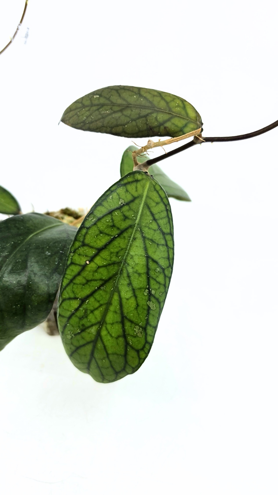 Rare waxplant Hoya Sp Tanggamus available for sale at rare indoor plant shop The Leaf Gallery in Perth, Western Australia