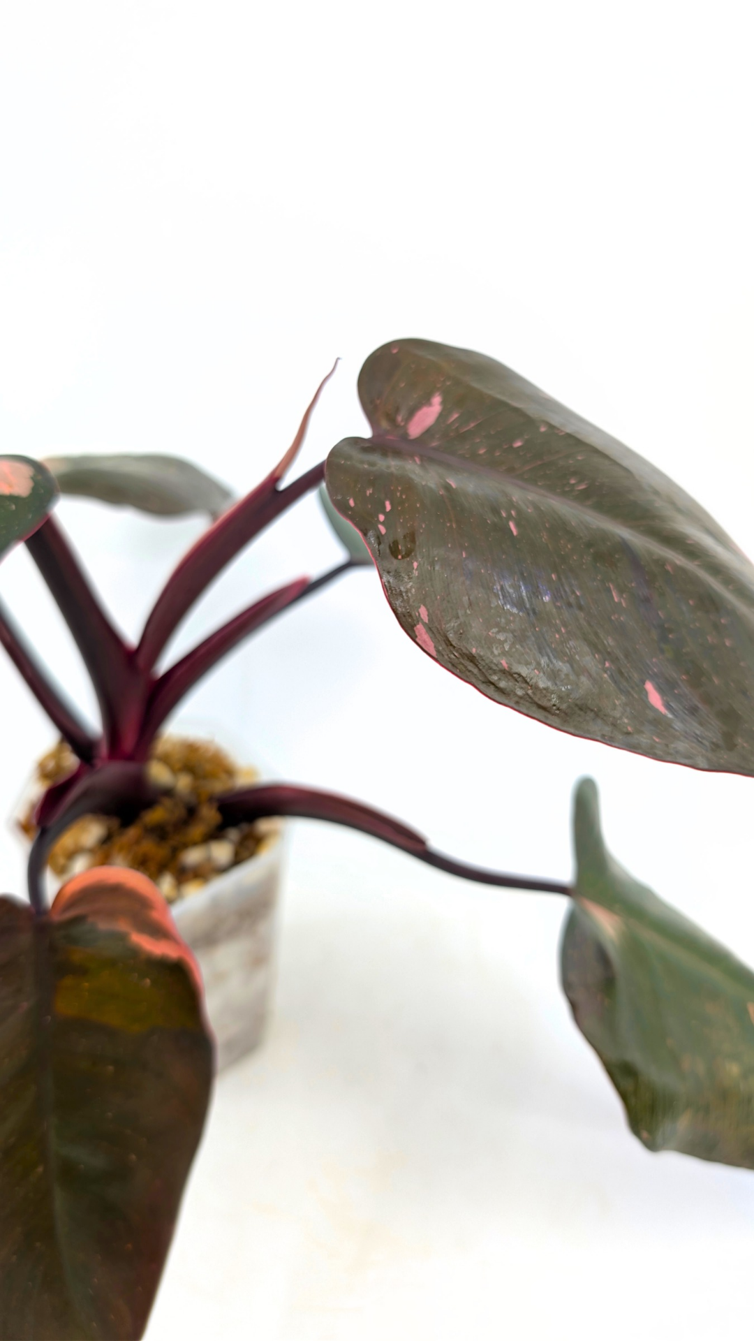 Philodendron pink princess variegated available for sale at rare indoor house plant shop The Leaf Gallery in Perth, Western Australia
