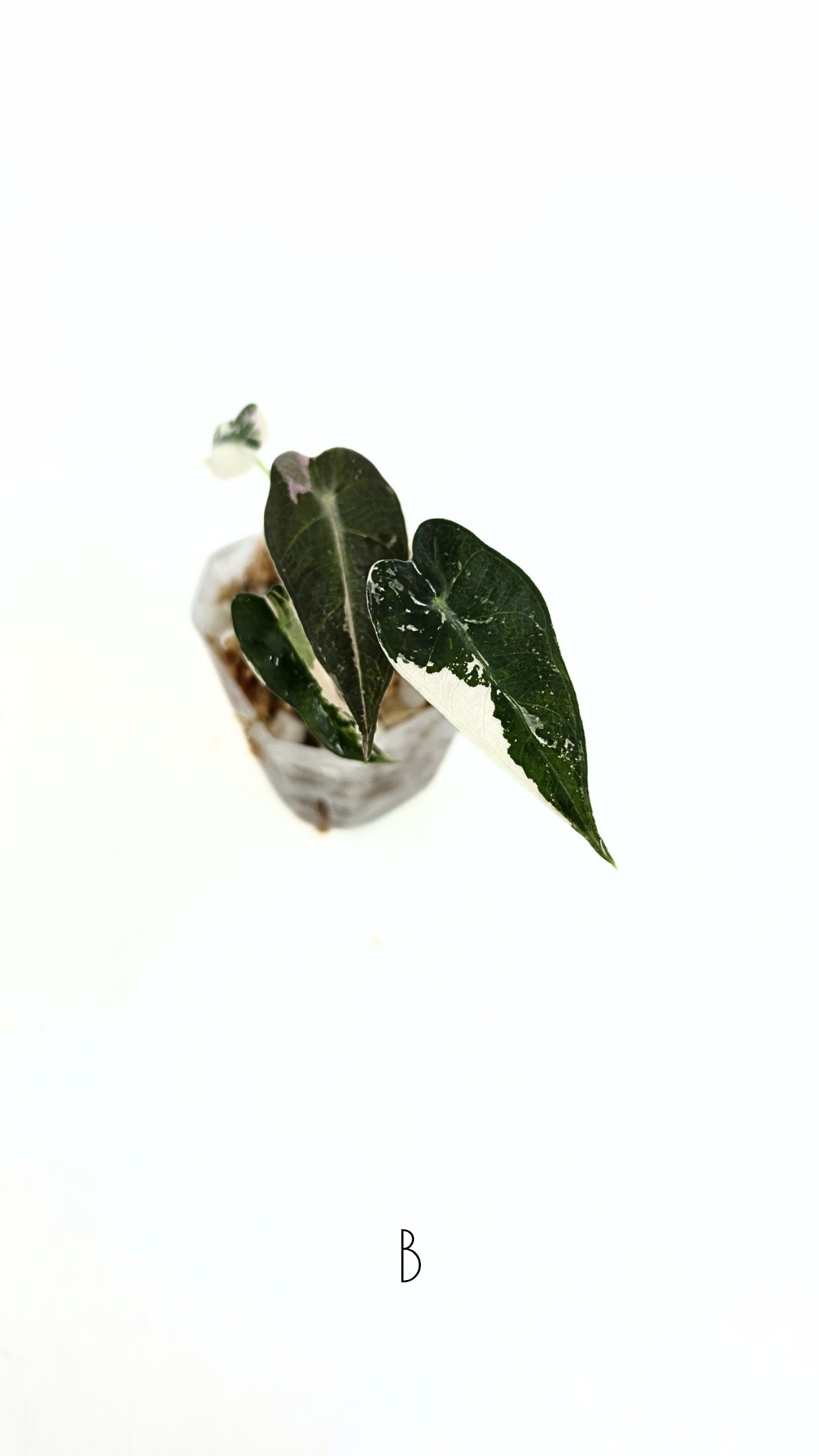 Rare indoor plant Alocasia Amazonica Bambino Pink TC plantlets available for sale at rare houseplant shop The Leaf Gallery in Perth, Western Australia