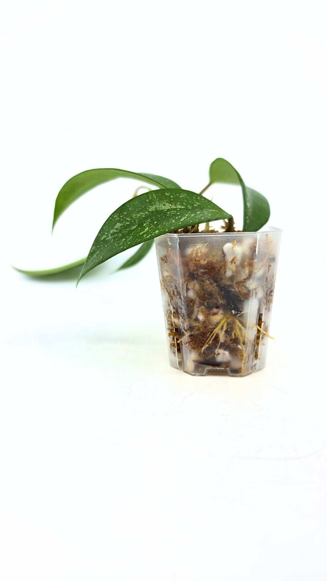 Rare waxplant Hoya Snow Cui available for sale at rare indoor plant shop The Leaf Gallery in Perth, Western Australia