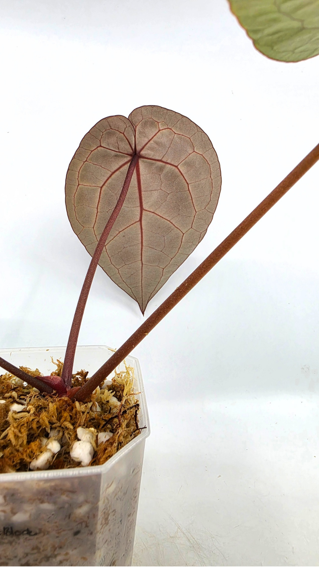 are indoor plant Anthurium Michelle by DocBlock avaiable for sale at rare house plant shop The Leaf Gallery in Perth, Western Australia
