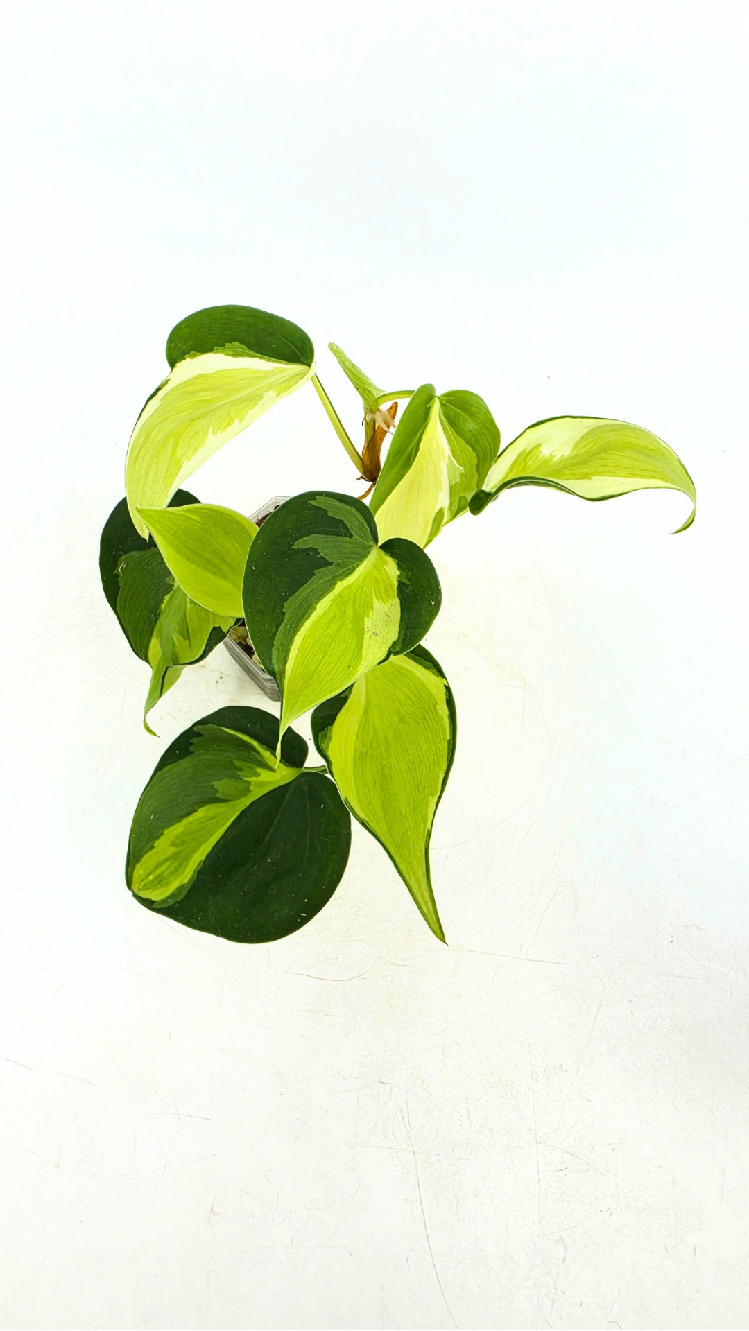 Rare philodendron cream splash available for sale at rare plant shop The Leaf Gallery in Perth, Western Australia.