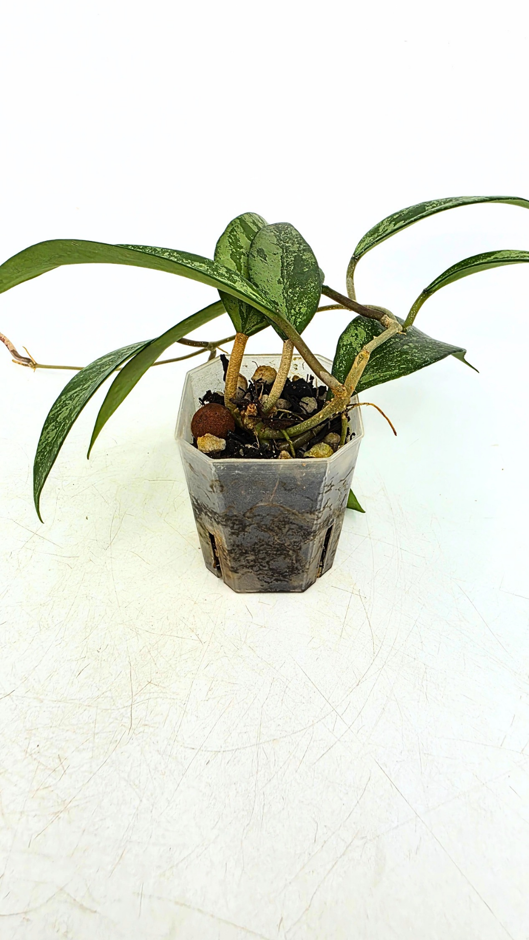 Rare waxplant Hoya Snow Cui available for sale at rare indoor plant shop The Leaf Gallery in Perth, Western Australia