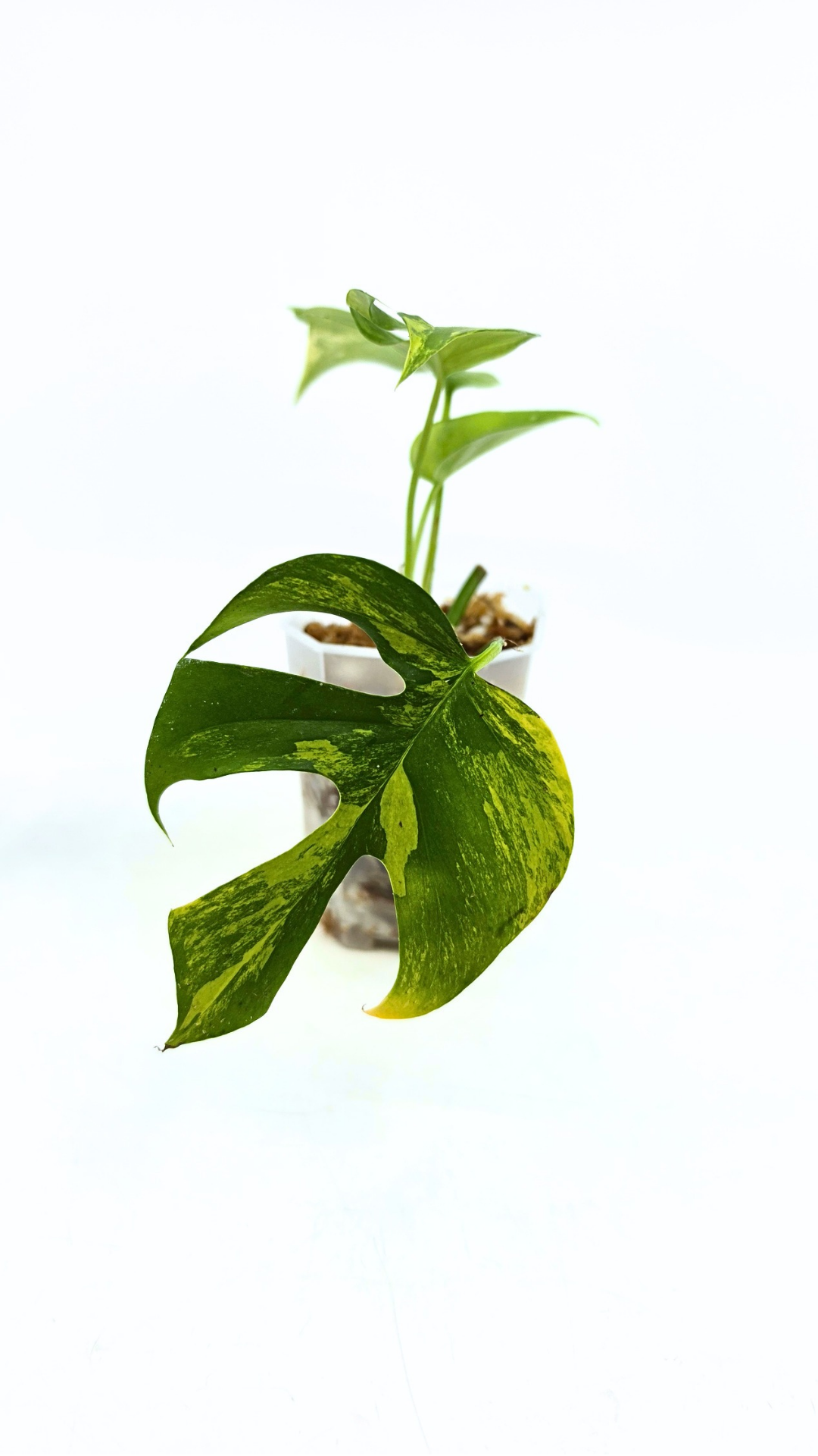 Rare indoor plant Raphidophora Tetrasperma Aurea for sale by rare plant shop The Leaf Gallery in Perth