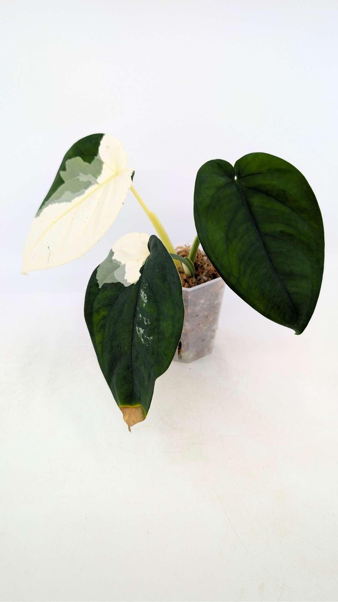 Rare indoor plant Syngonium Chiapense Variegated available from rare houseplant shop The Leaf Gallery in Perth, Western Australia