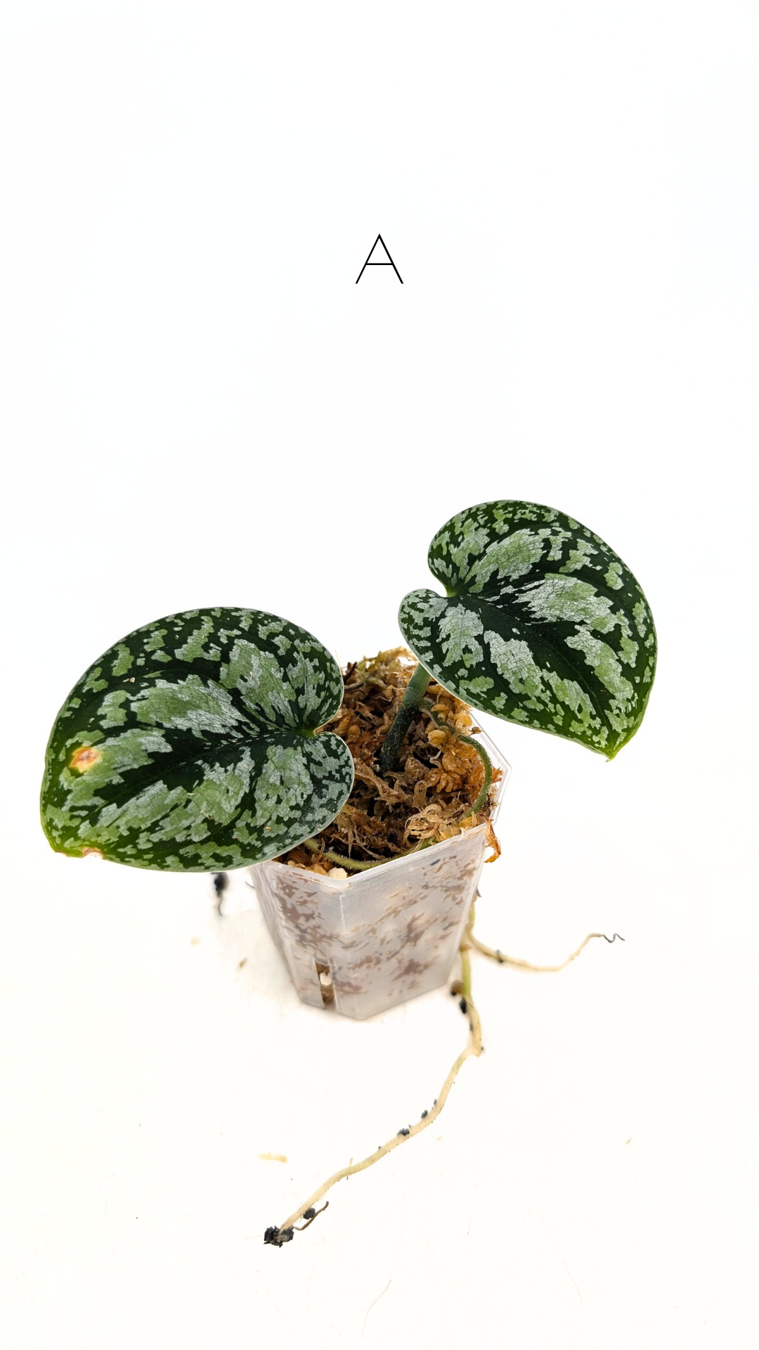 Rare indoor plant Scindapsus Dark Silver Tricolour available for sale at rare house plant shop The Leaf Gallery in Perth, Western Australia