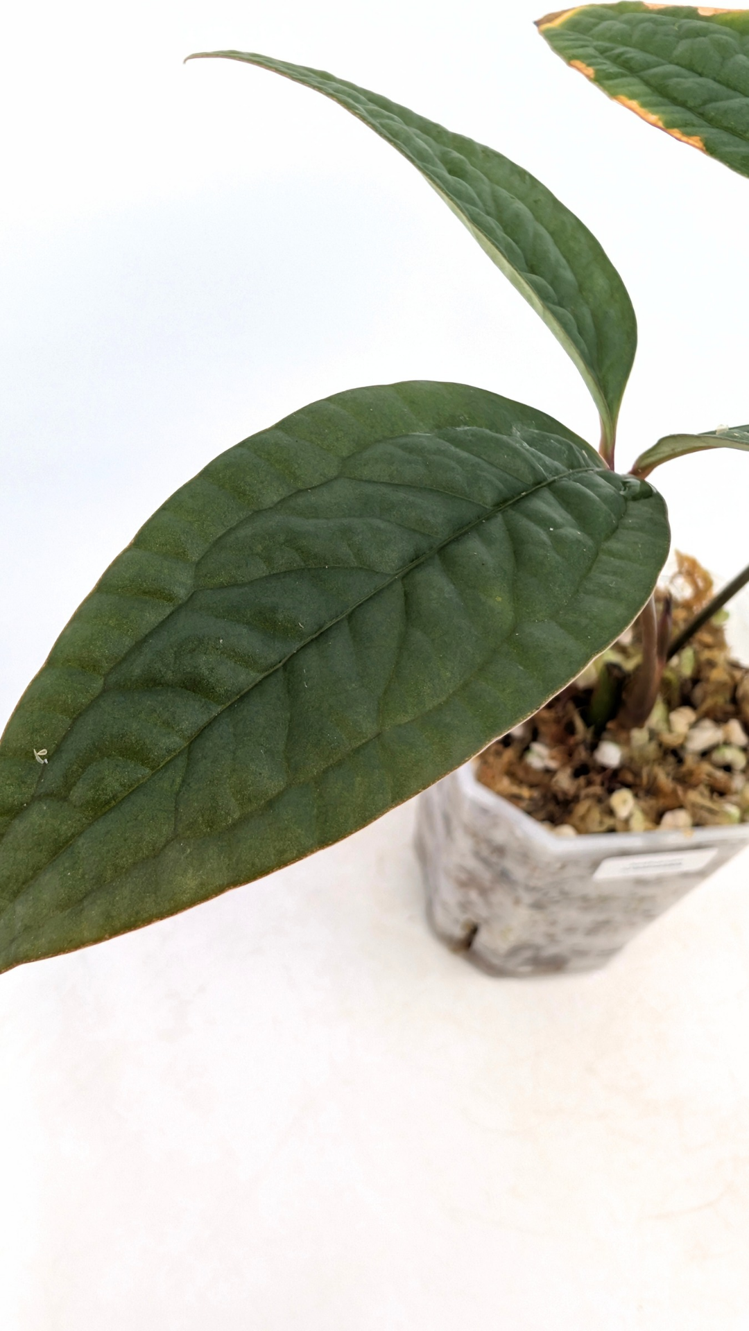 Rare indoor plant Anthurium Arisaemoides available at rare house plant shop The Leaf Gallery in Perth, Western Australia