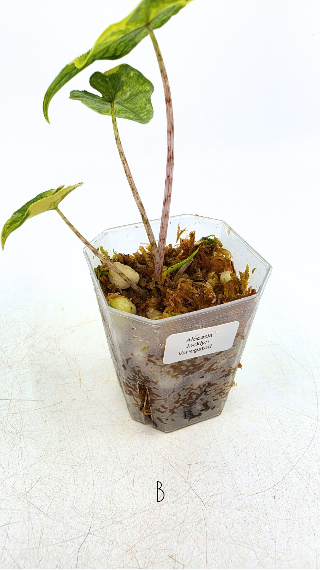 Rare indoor plant Alocasia Jacklyn Variegated available for sale at rare house plant shop The Leaf Gallery in Perth, Western Australia.