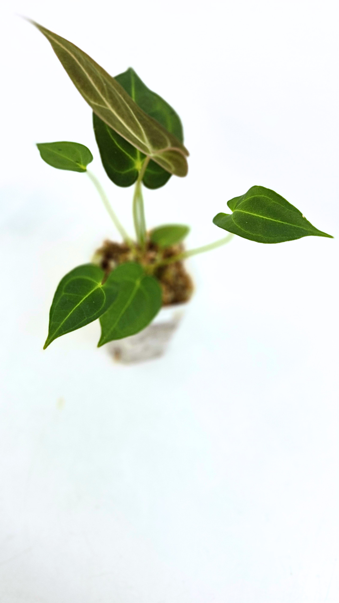 Rare anthurium hybrid Dark Forgetii X Bessae Aff available for sale at rare houseplant shop The Leaf Gallery in Perth, Western Australia