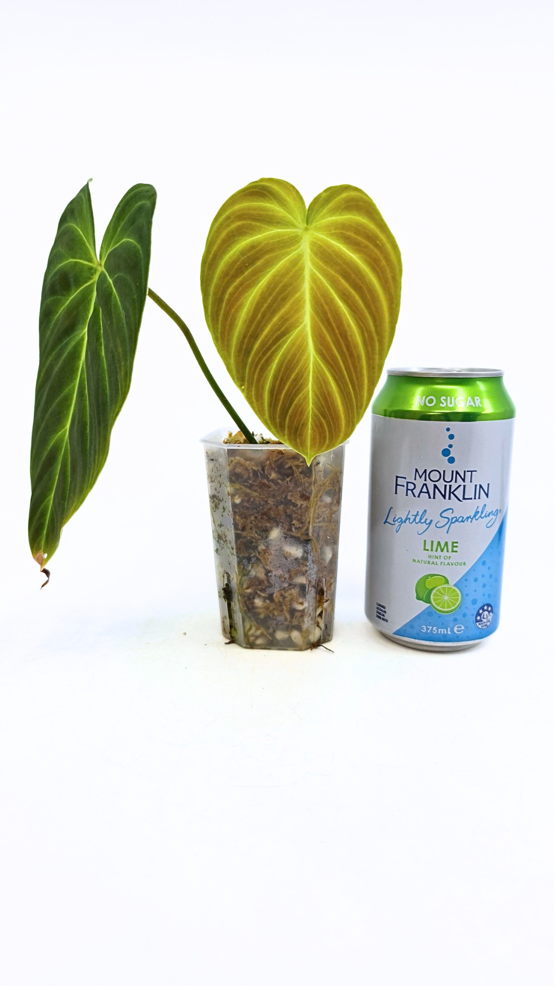Uncommon indoor plant Philodendron Splendid available for sale at rare house plant shop The Leaf Gallery in Perth, Western Australia
