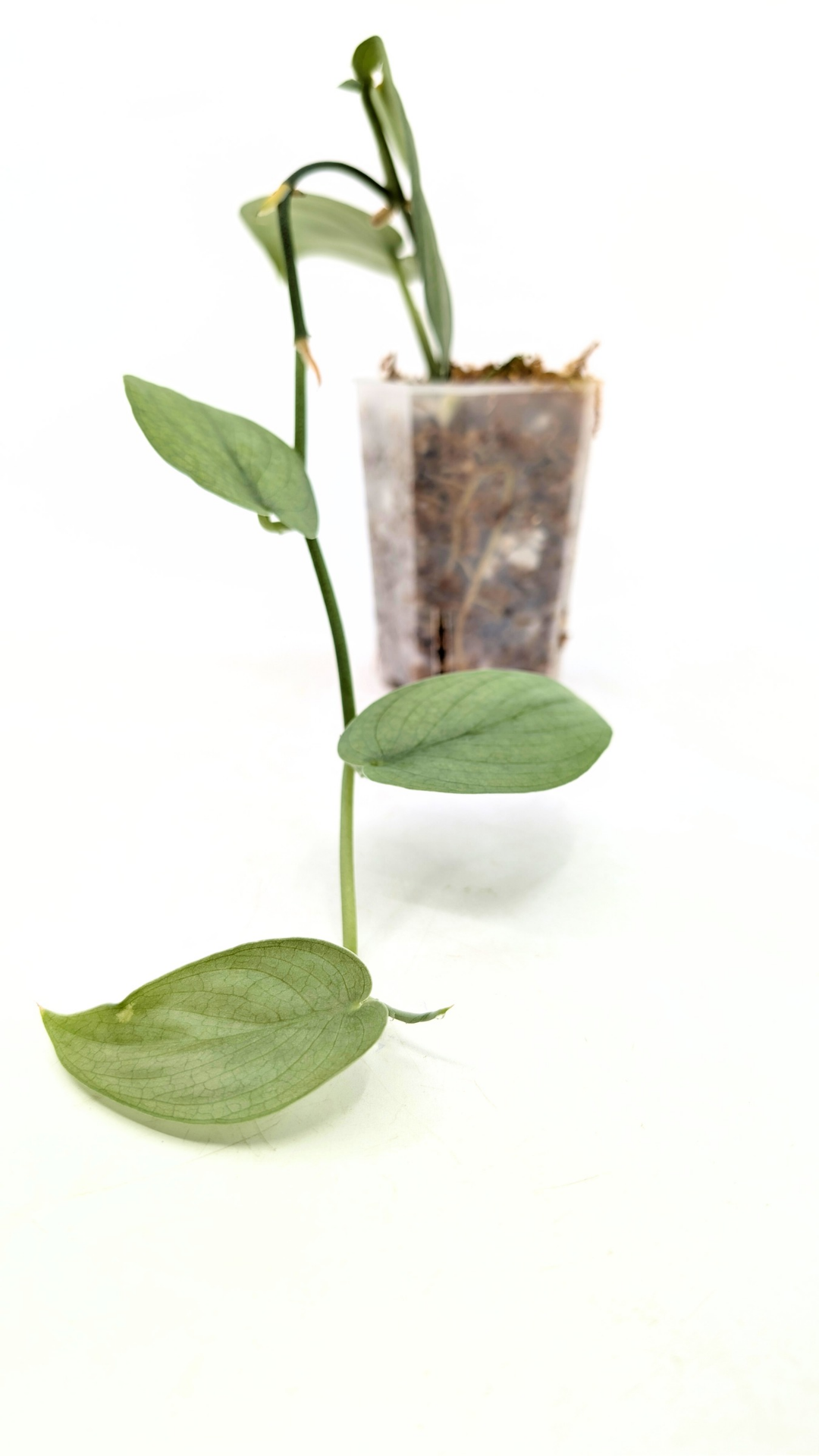 Rare indoor plant Scindapsus Platinum available for sale at rare plant shop The Leaf Gallery in Perth, Western Australia