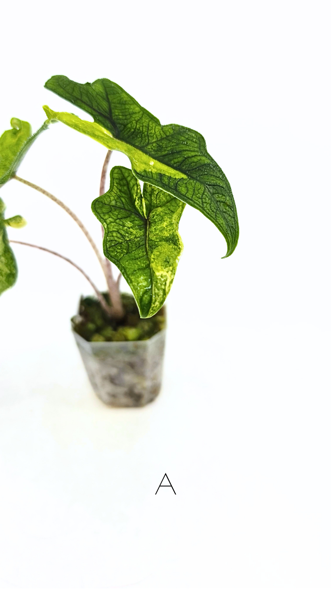 Rare indoor plant Alocasia Jacklyn Variegated available for sale at rare house plant shop The Leaf Gallery in Perth, Western Australia.