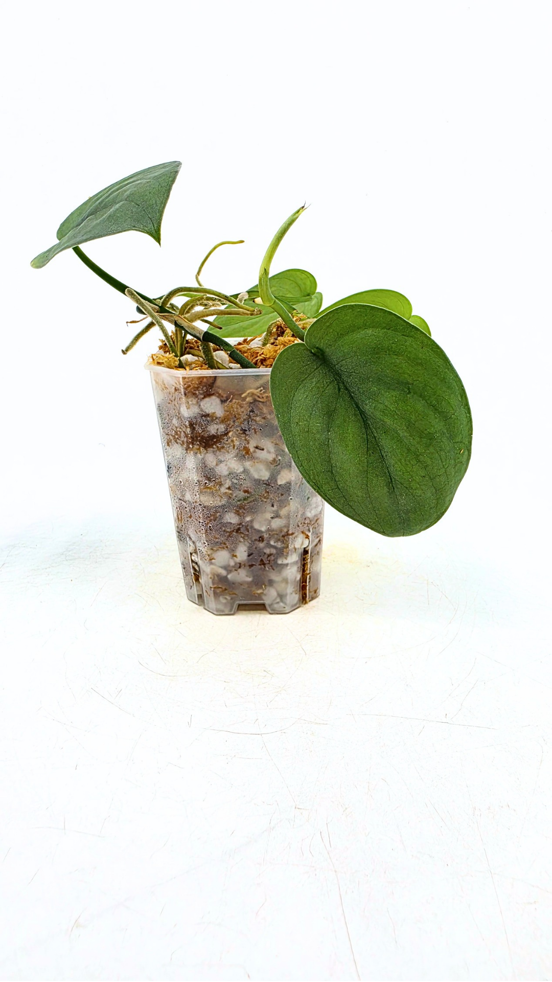 Rare indoor plant Scindapsus Platinum available for sale at rare plant shop The Leaf Gallery in Perth, Western Australia