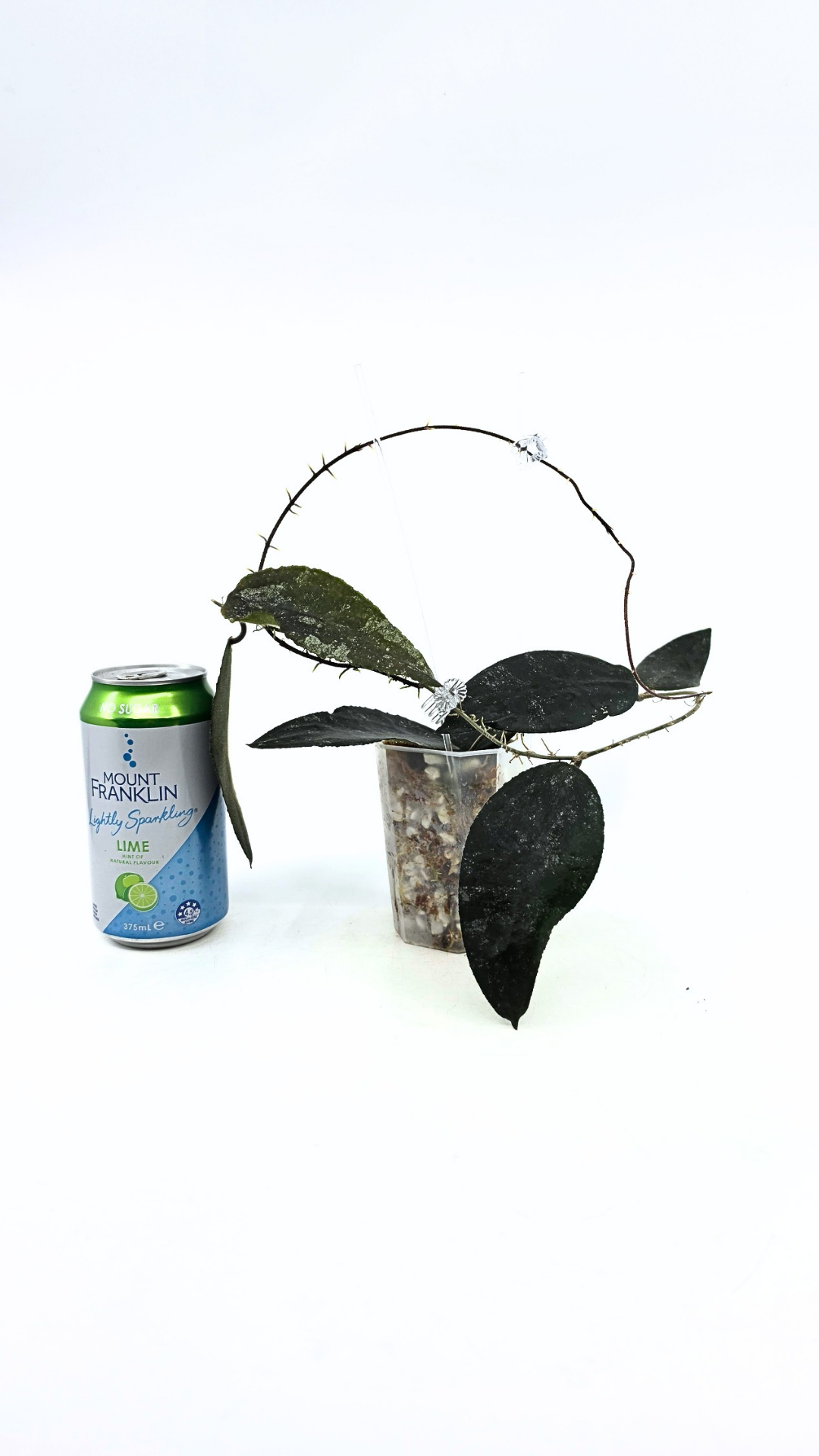 Rare Hoya Caudata Sumatra available for sale by rare indoor plant shop The Leaf Gallery in Perth, Western Australia