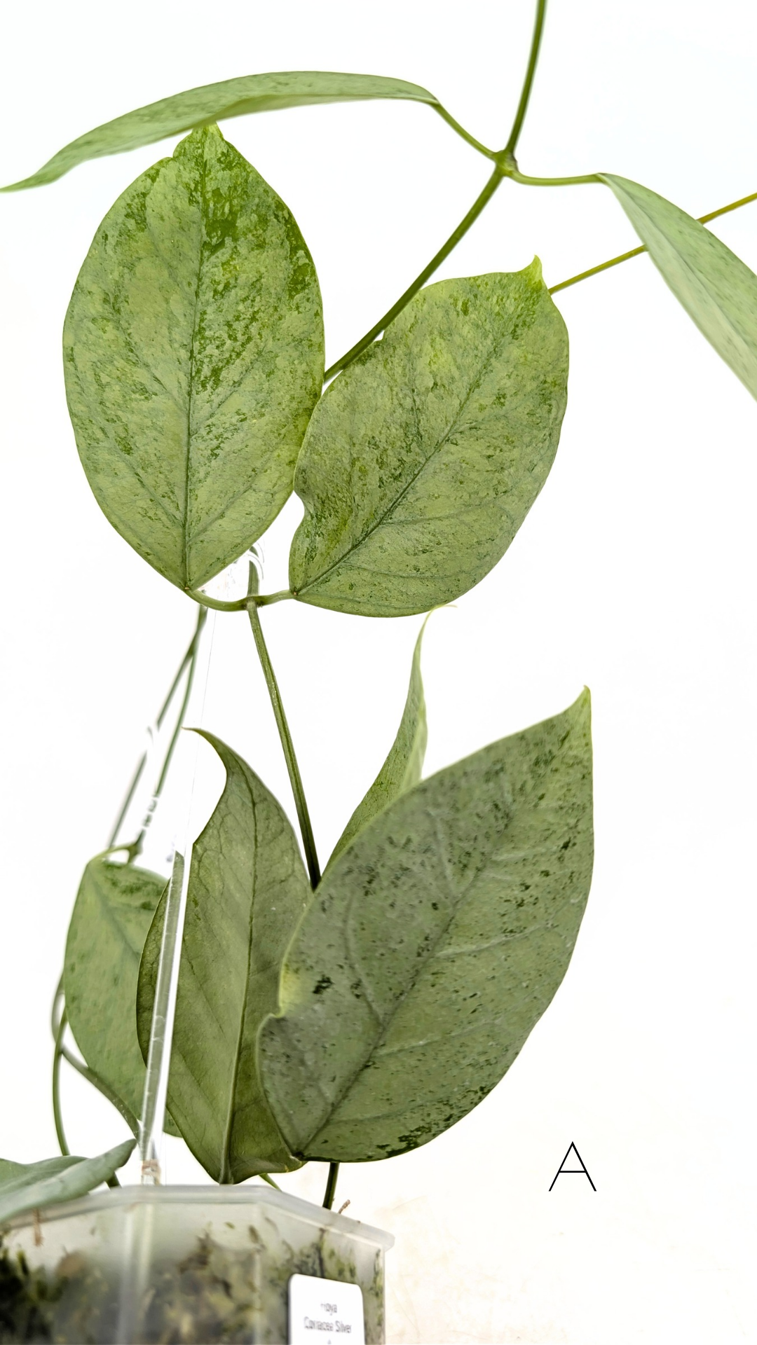 Rare waxplant Hoya Coriacea Silver available for sale at rare indoor plant shop The Leaf Gallery in Perth, Western Australia
