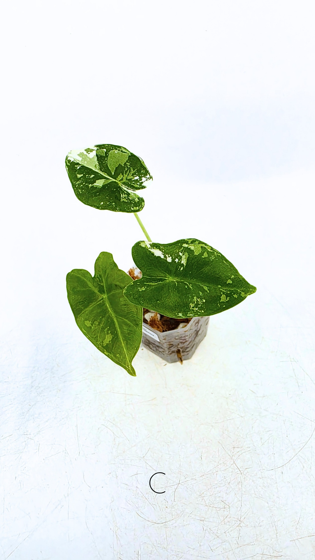 Rare indoor plant Alocasia Frydek Variegated available for sale at rare house plant shop The Leaf Gallery in Perth, Western Australia