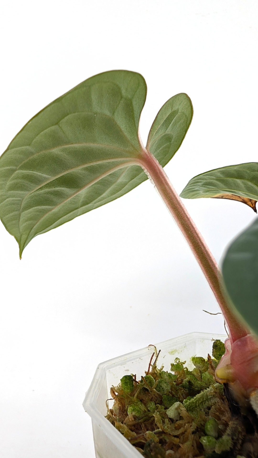 Rare indoor plant Anthurium Luxurians available for sale at rare house plant shop The Leaf Gallery in Perth, Western Australia