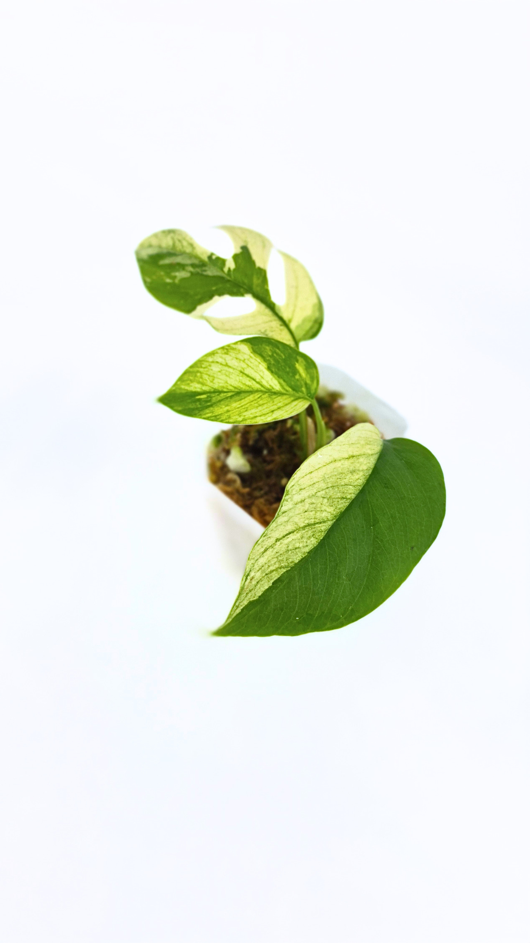 Rare indoor plant Raphidophora Tetrasperma Albo for sale at rare plant shop The Leaf Gallery in Perth, Western Australia