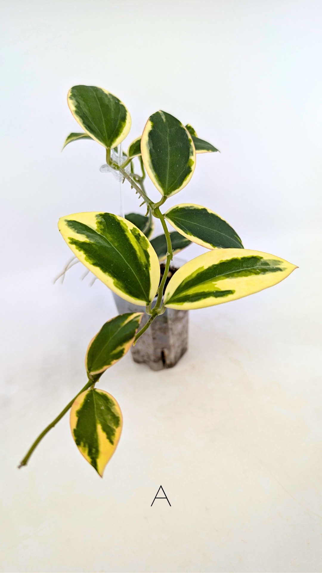 Rare waxplant Hoya sp Para Albomarginata available for sale at rare indoor plant shop The Leaf Gallery in Perth, Western Australia