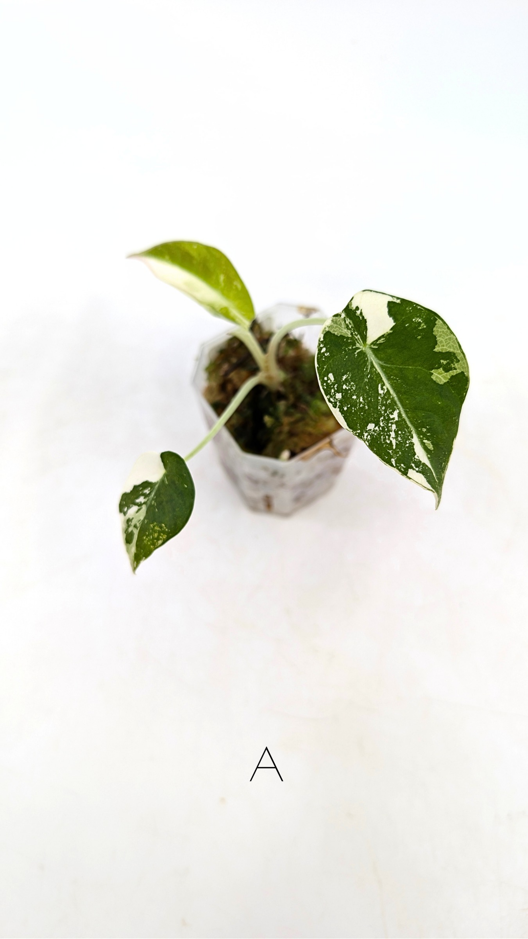 Rare indoor plant Alocasia Black Velvet Pink Variegated available for sale from rare house plant shop The Leaf Gallery in Perth, Western Australia