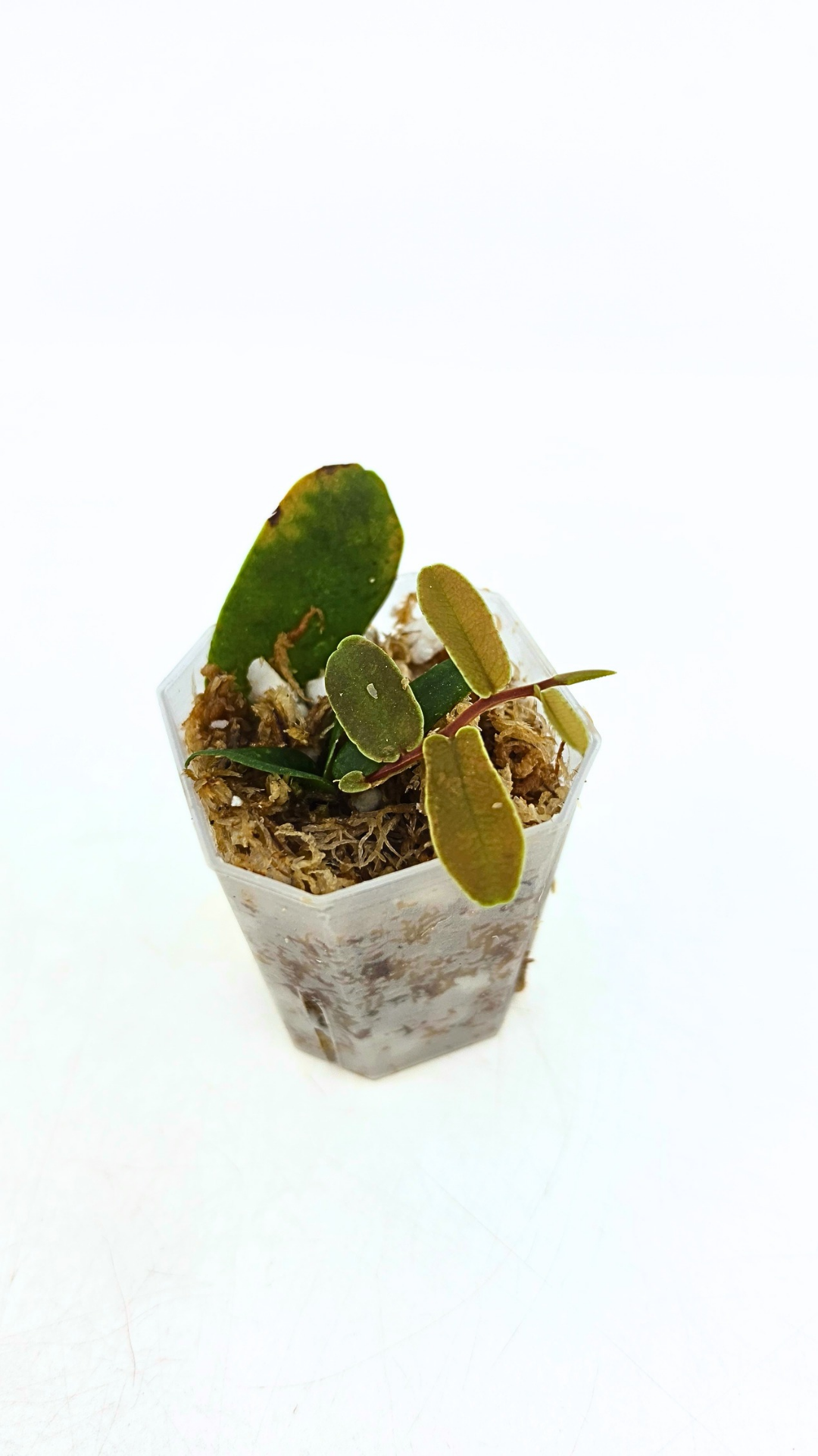 Rare shinggling terrarium plant Marcgravia Sintenisii or Rainbow Marcgravia availabe for sale at rare plant shop The Leaf Gallery in Perth, Western Australia