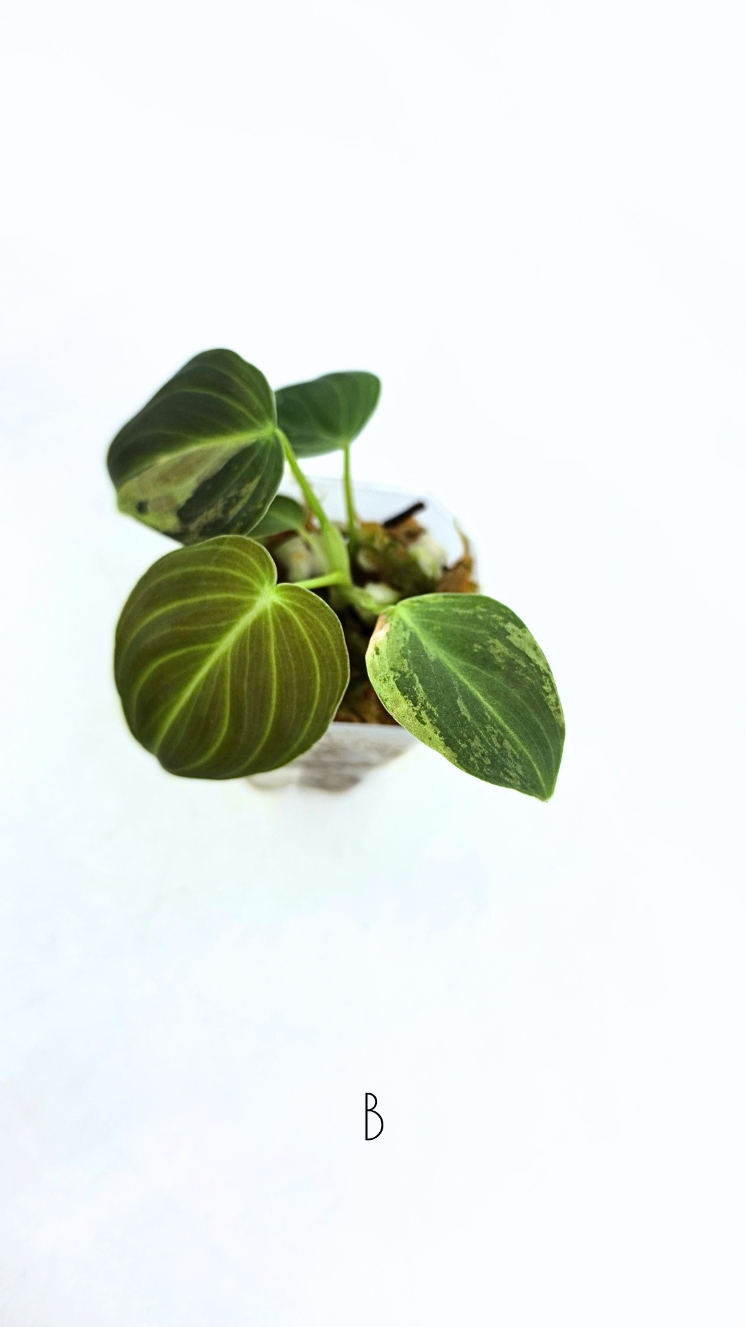 Rare plant Philodendron Melanochrysum Varigated available for sale at rare plant shop The Leaf Gallery in Perth, Western Australia