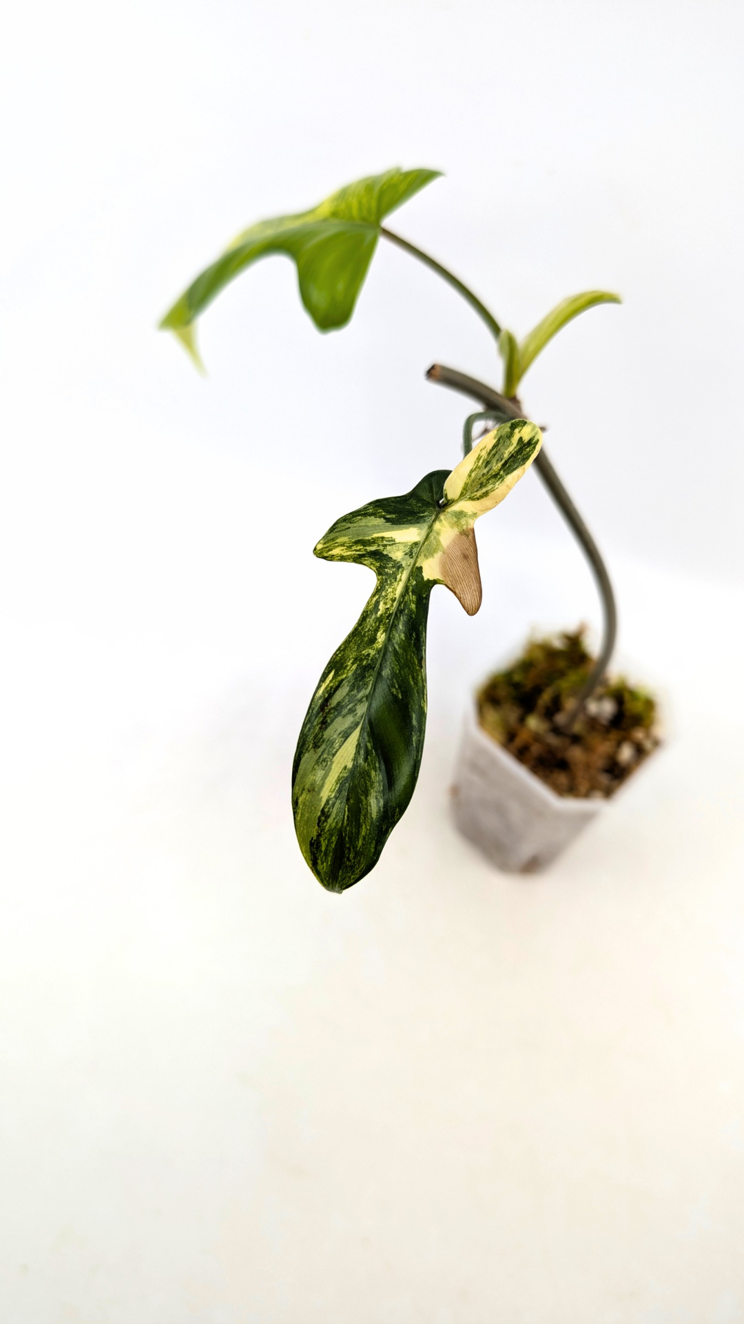 Rare indoor plant Philodendron Florida Beauty Varigated available at rare plant shop The Leaf Gallery in Perth, Western Australia