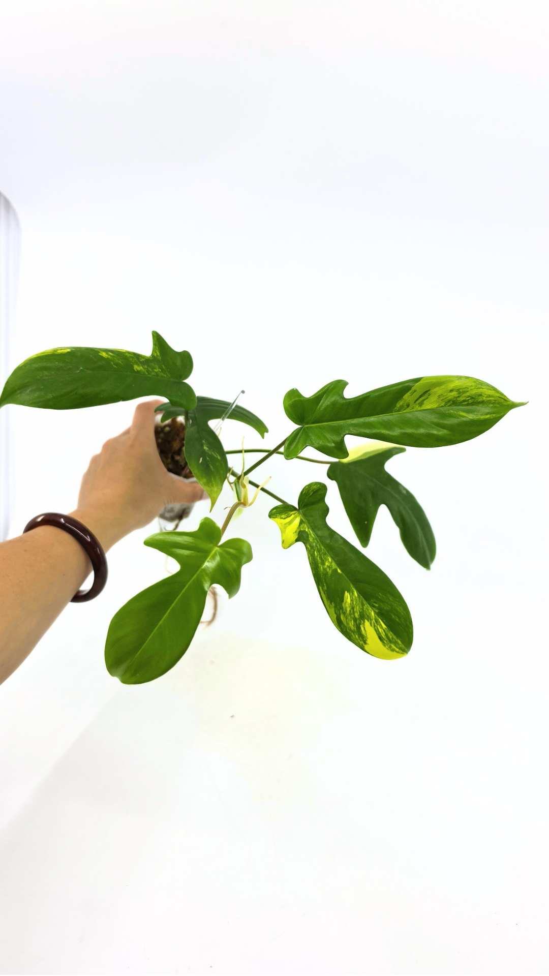 Rare indoor plant Philodendron Florida Beauty Varigated available at rare plant shop The Leaf Gallery in Perth, Western Australia
