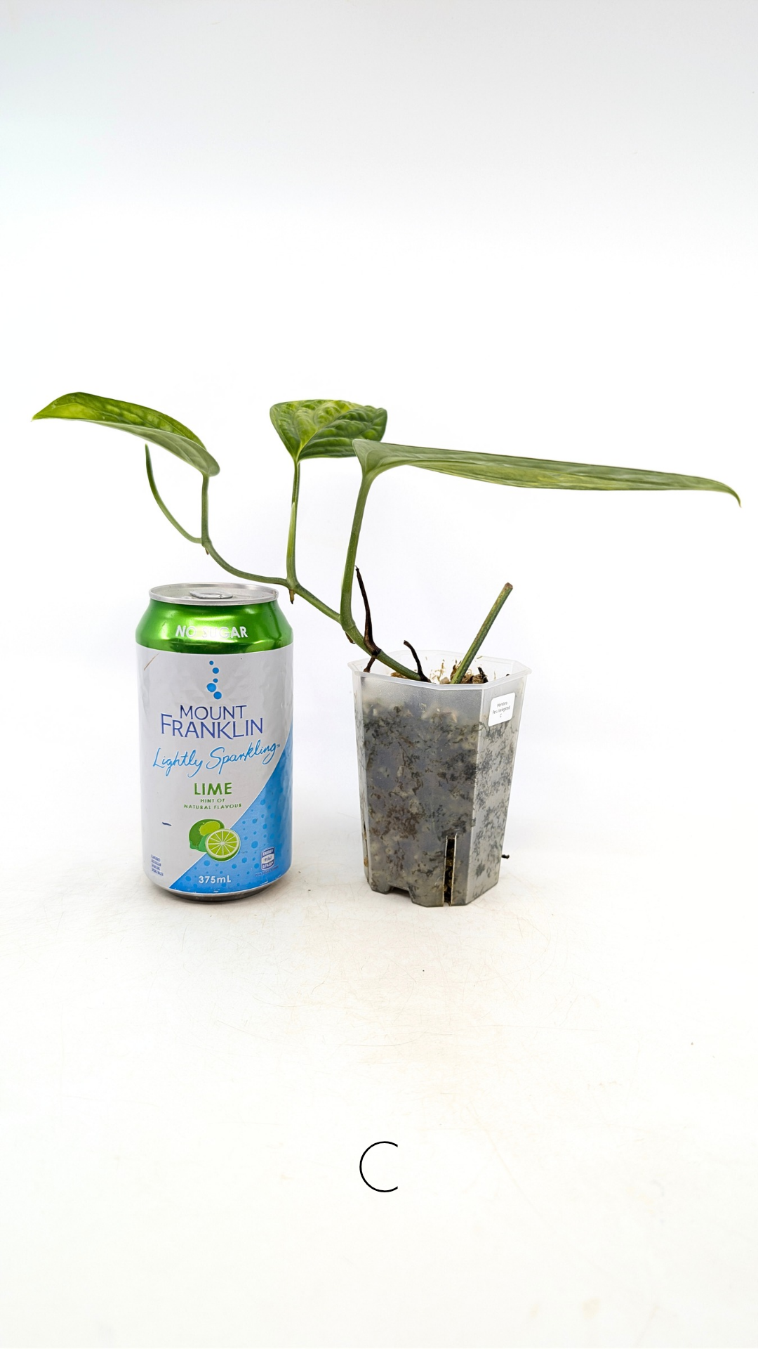 Rare indoor plant Monstera Peru Karstenianum Varigated at rare plant shop The Leaf Gallery in Perth, Western Australia