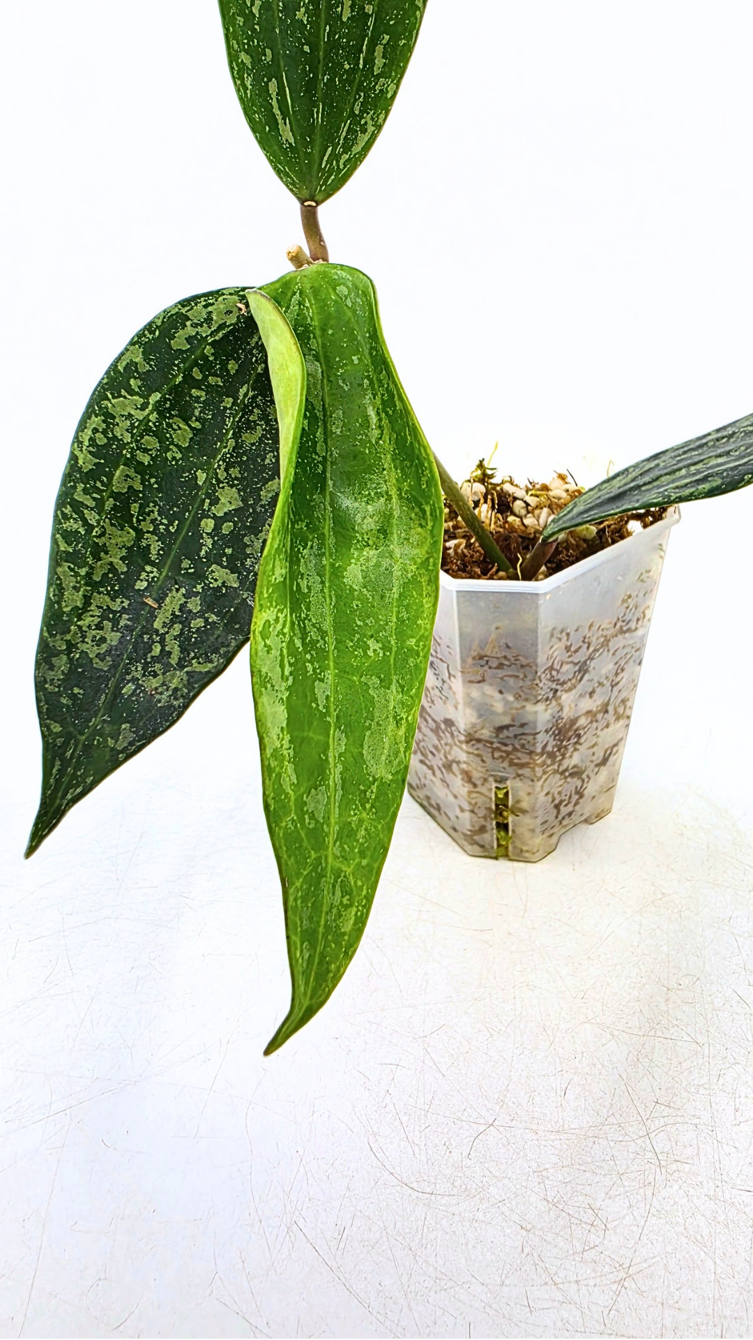 Rare waxplant Hoya Rangsan available for sale at rare plant shop The Leaf Gallery in Perth, Western Australia