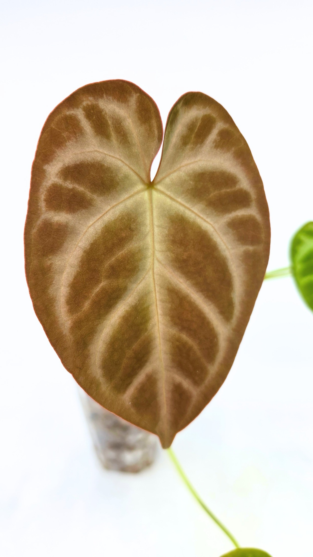 Rare indoor plant Anthurium Magnificum available for sale at rare house plant shop The Leaf Gallery in Perth, Western Australia