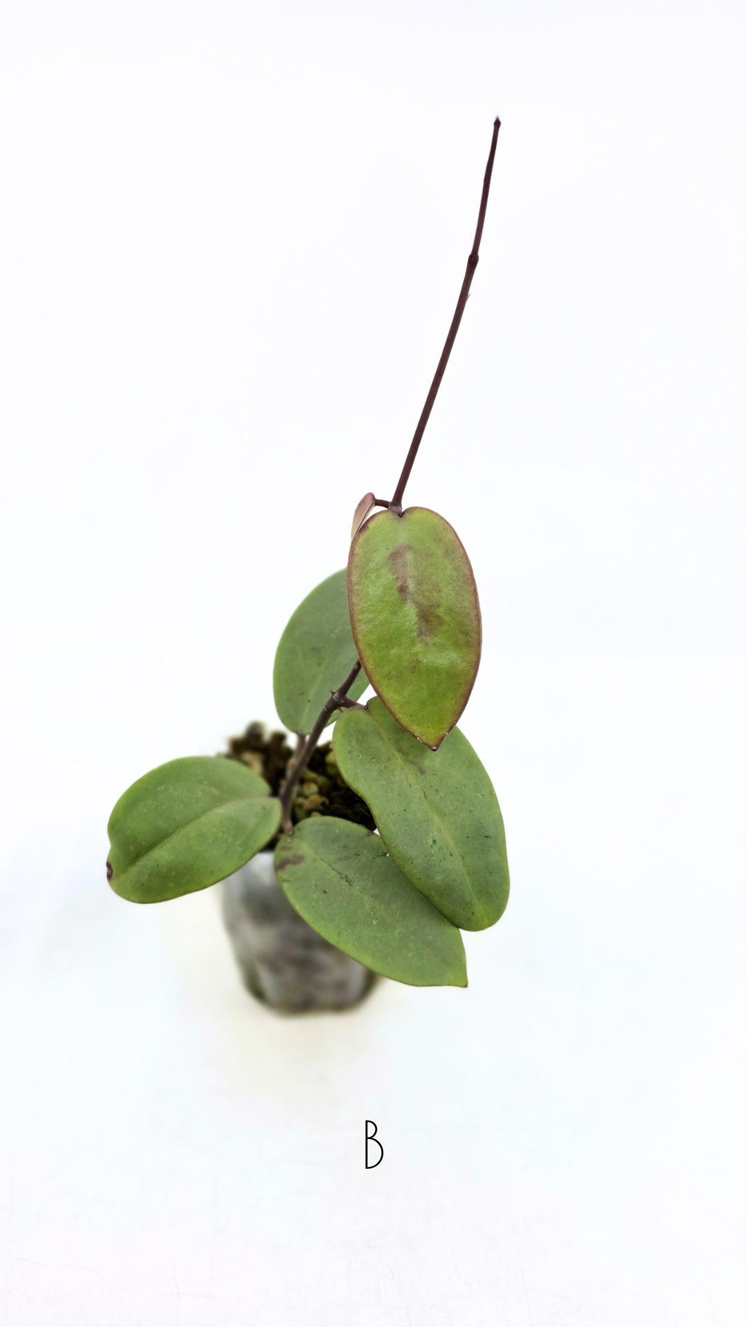 Rare waxplant Hoya Silver Dollar available for sale at rare indoor plant shop The Leaf Gallery in Perth, Western Australia