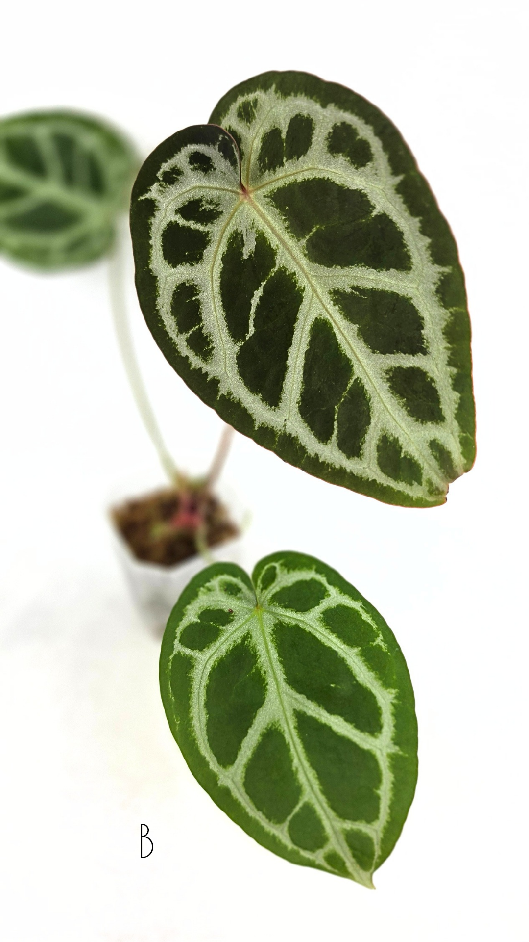 Rare anthurium hybrid Anthurium red dorayaki mutation with Anthurium Michelle by The Leaf Gallery in Perth, Western Australia