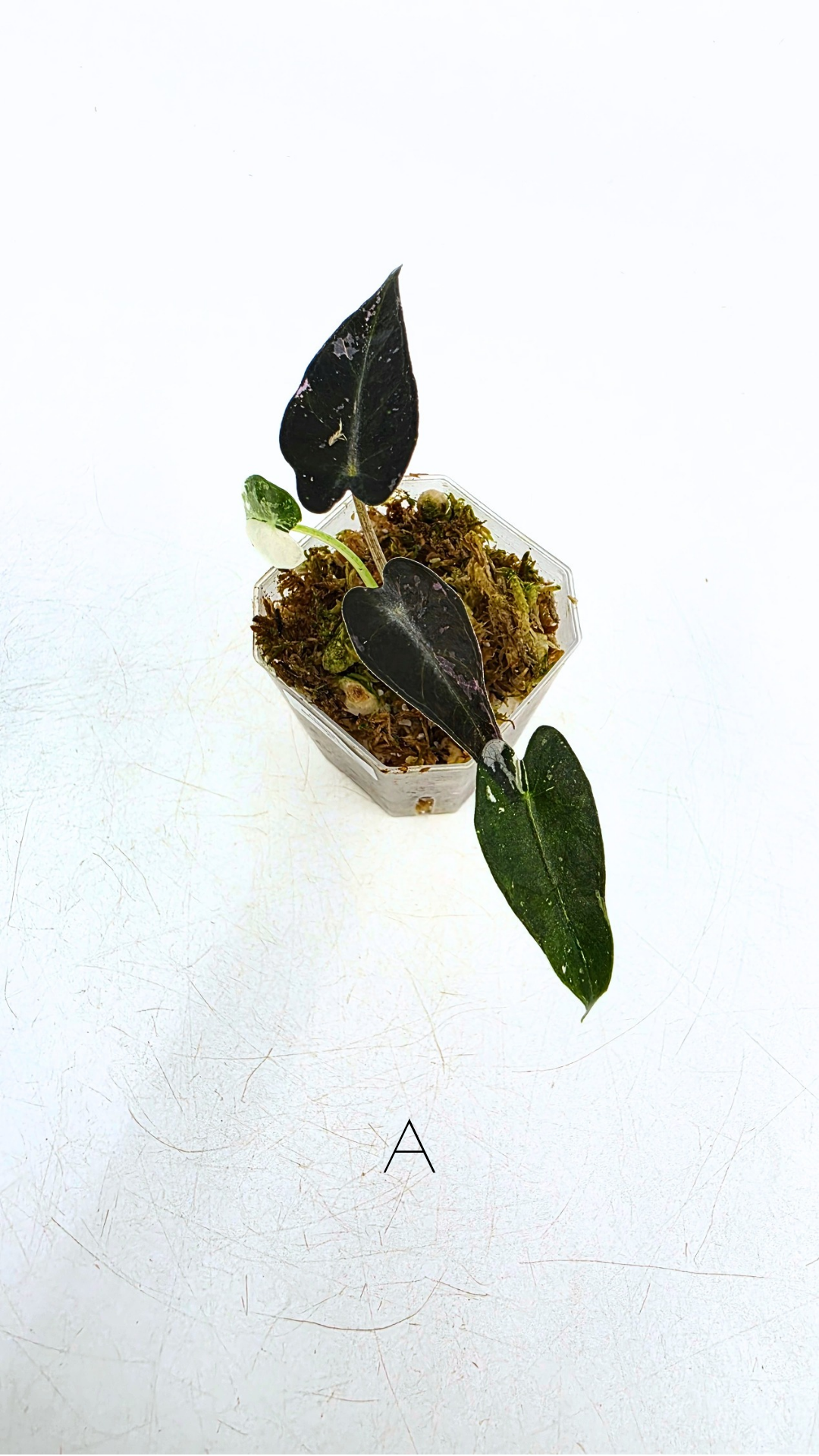 Rare indoor plant Alocasia Amazonica Bambino Pink TC plantlets available for sale at rare houseplant shop The Leaf Gallery in Perth, Western Australia