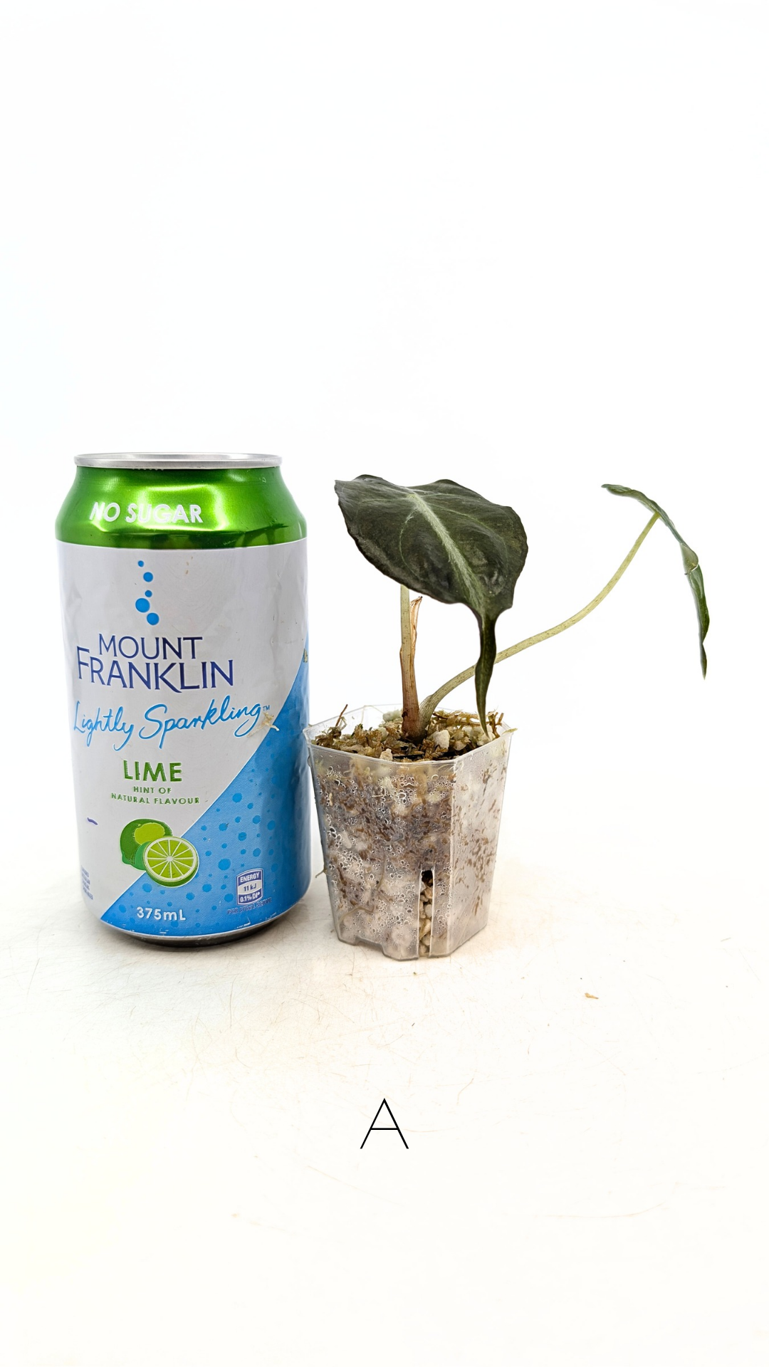 Rare indoor plant Alocasia Venom available for sale at rare house plant shop The Leaf Gallery in Perth, Western Australia.