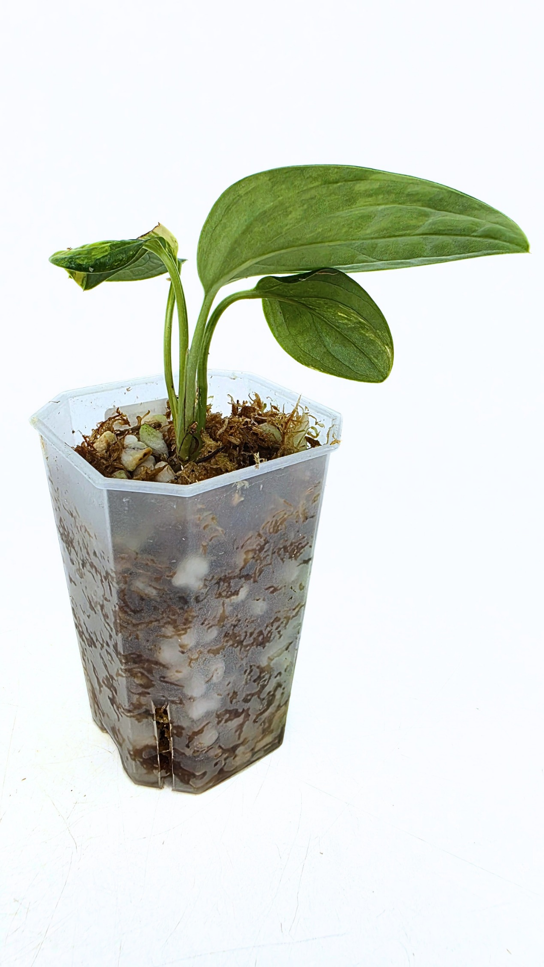 Rare indoor plant Monstera Peru Karstenianum Varigated at rare plant shop The Leaf Gallery in Perth, Western Australia