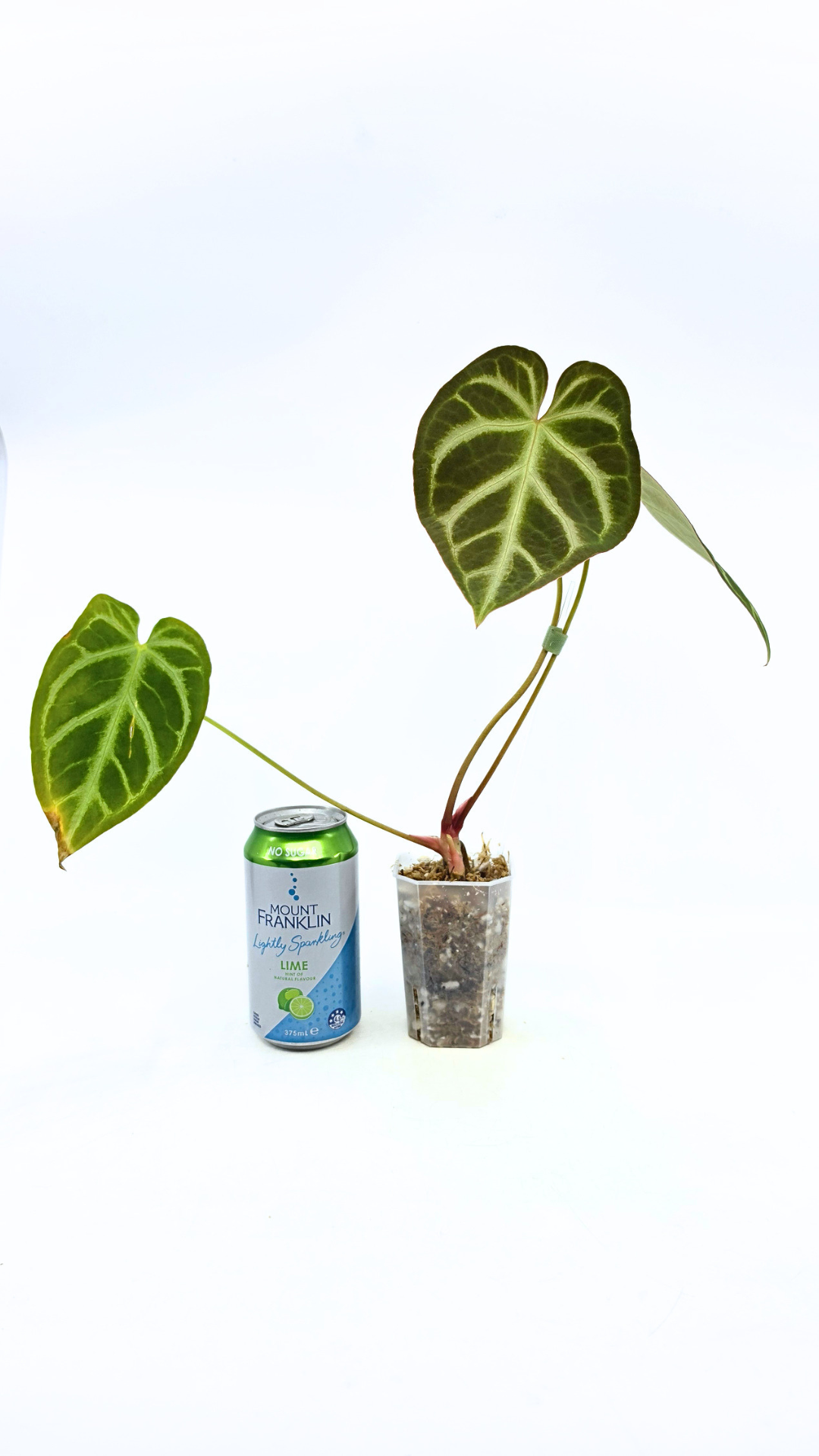 Rare indoor plant Anthurium Magnificum available for sale at rare house plant shop The Leaf Gallery in Perth, Western Australia