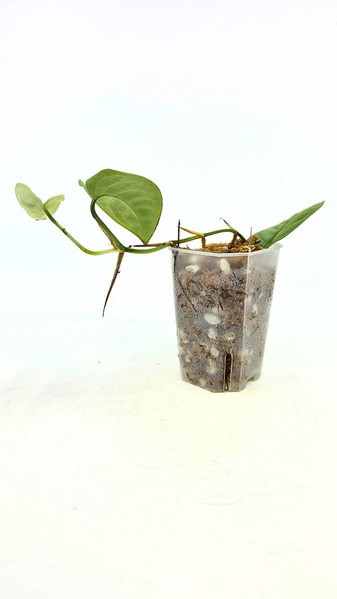 Rare plant Anadendrum Affine often mislabeled as rare Scindapsus Lucens available at rare plant shop The Leaf Gallery in Perth, Western Australia