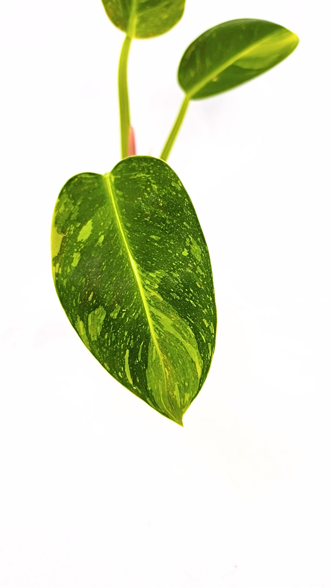 Uncommon Philodendron Green Congo Hybrid Varigated also known as Philodendron Green Congo Nuclear available for sale at rare plant shop The Leaf Gallery in Perth, Western Australia