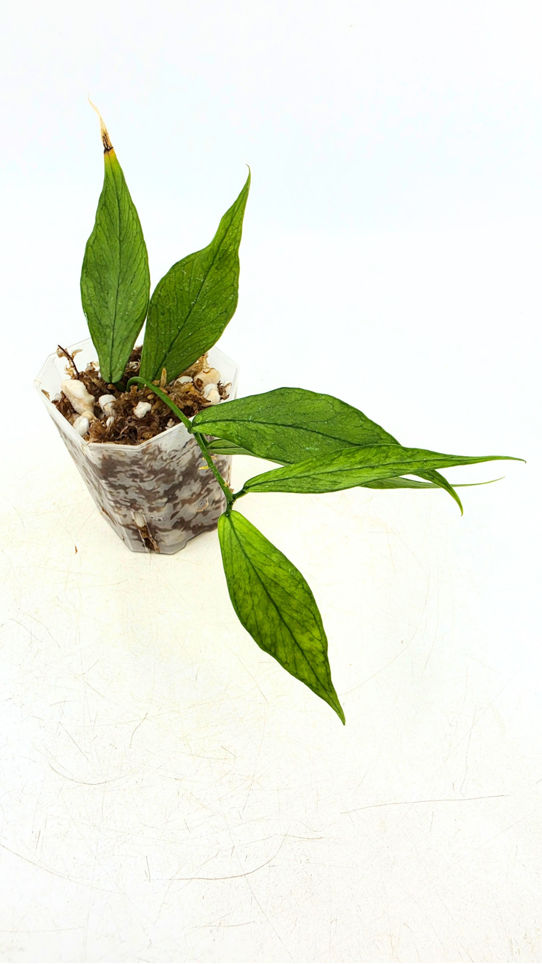 Rare waxplant Hoya Polyneura Broget (Silver) available for sale at rare indoor plant shop The Leaf Gallery in Perth, Western Australia