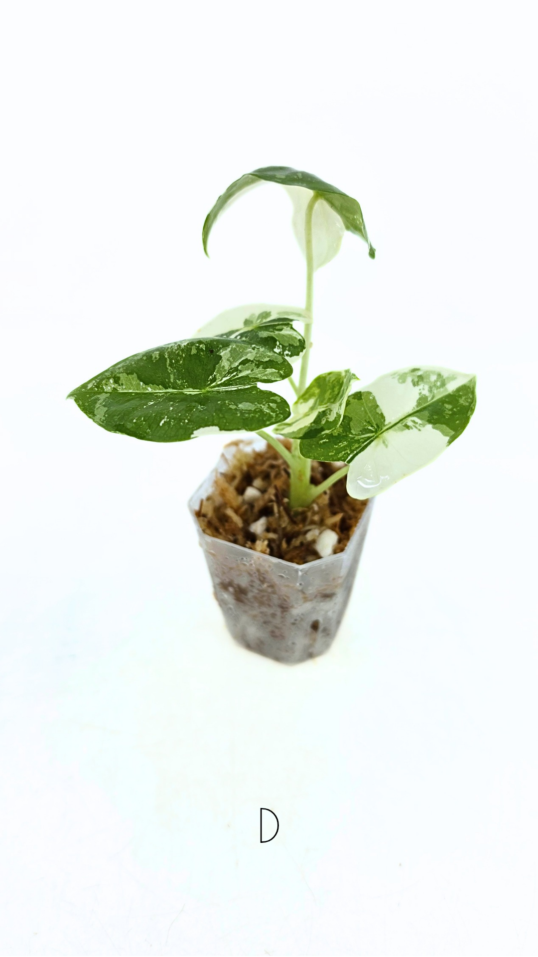 Rare indoor plant Alocasia Frydek Variegated available for sale at rare house plant shop The Leaf Gallery in Perth, Western Australia