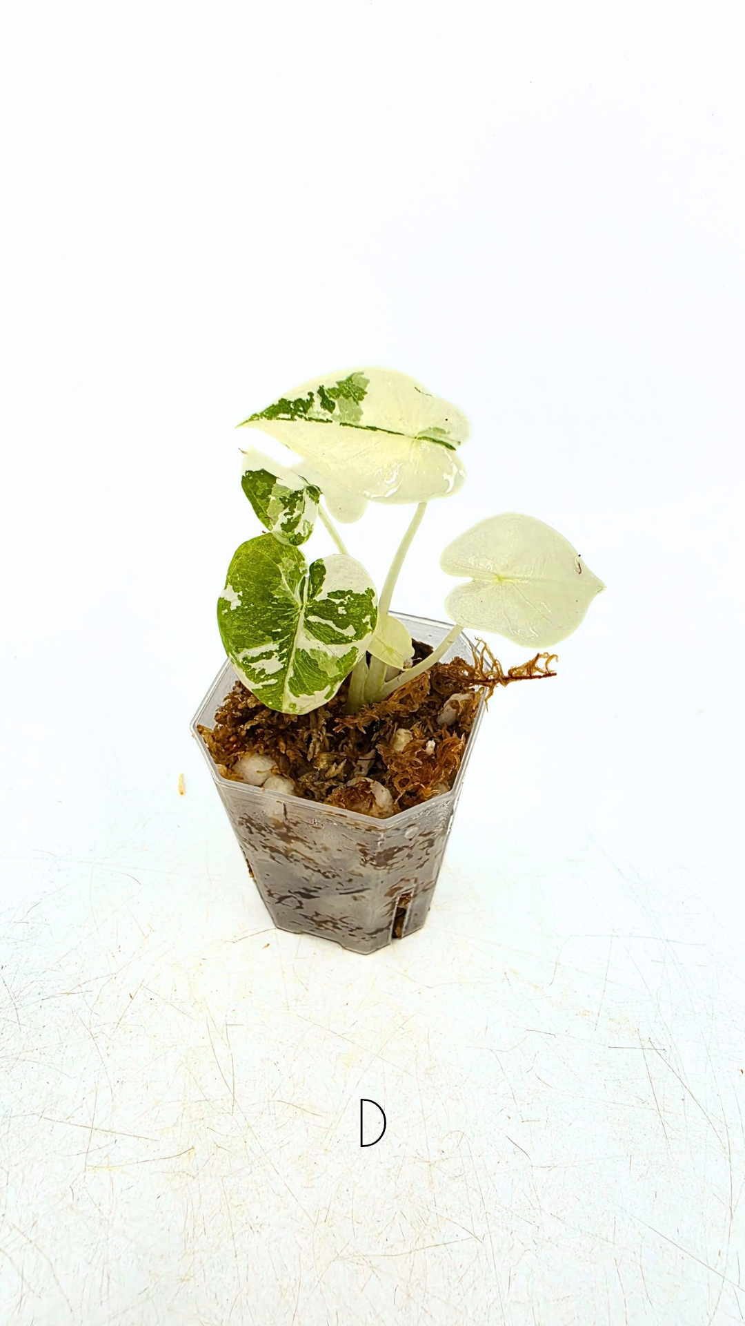 Rare indoor plant Alocasia Frydek Variegated available for sale at rare house plant shop The Leaf Gallery in Perth, Western Australia