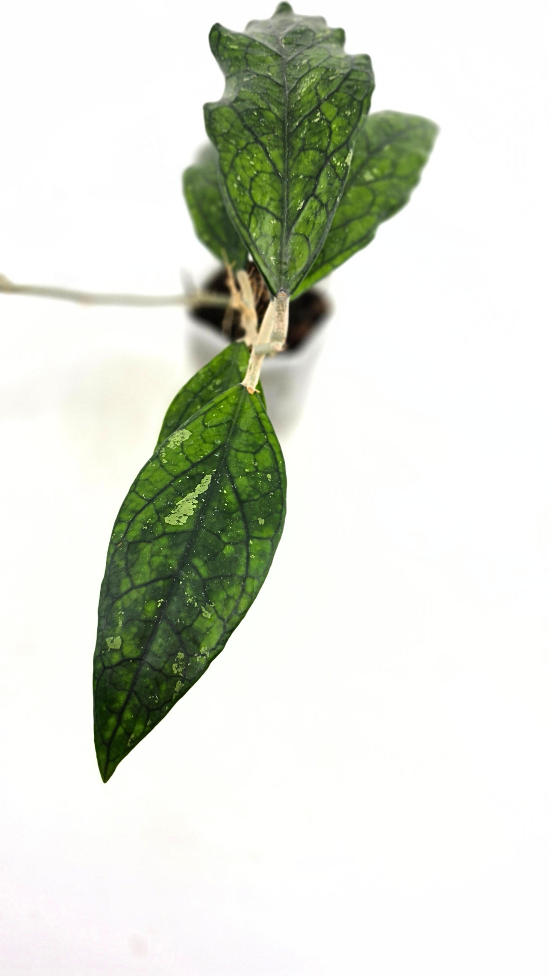 Rare waxplant Hoya Decipulae available for sale at rare indoor plant shop The Leaf Gallery in Perth, Western Australia