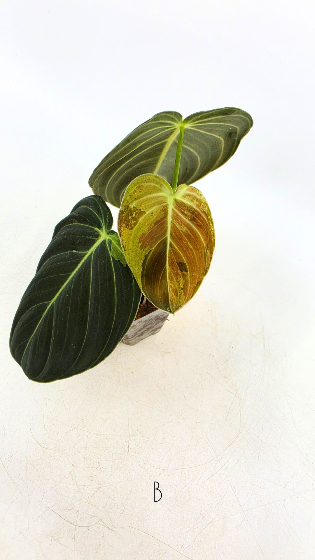 Rare plant Philodendron Melanochrysum Varigated available for sale at rare plant shop The Leaf Gallery in Perth, Western Australia