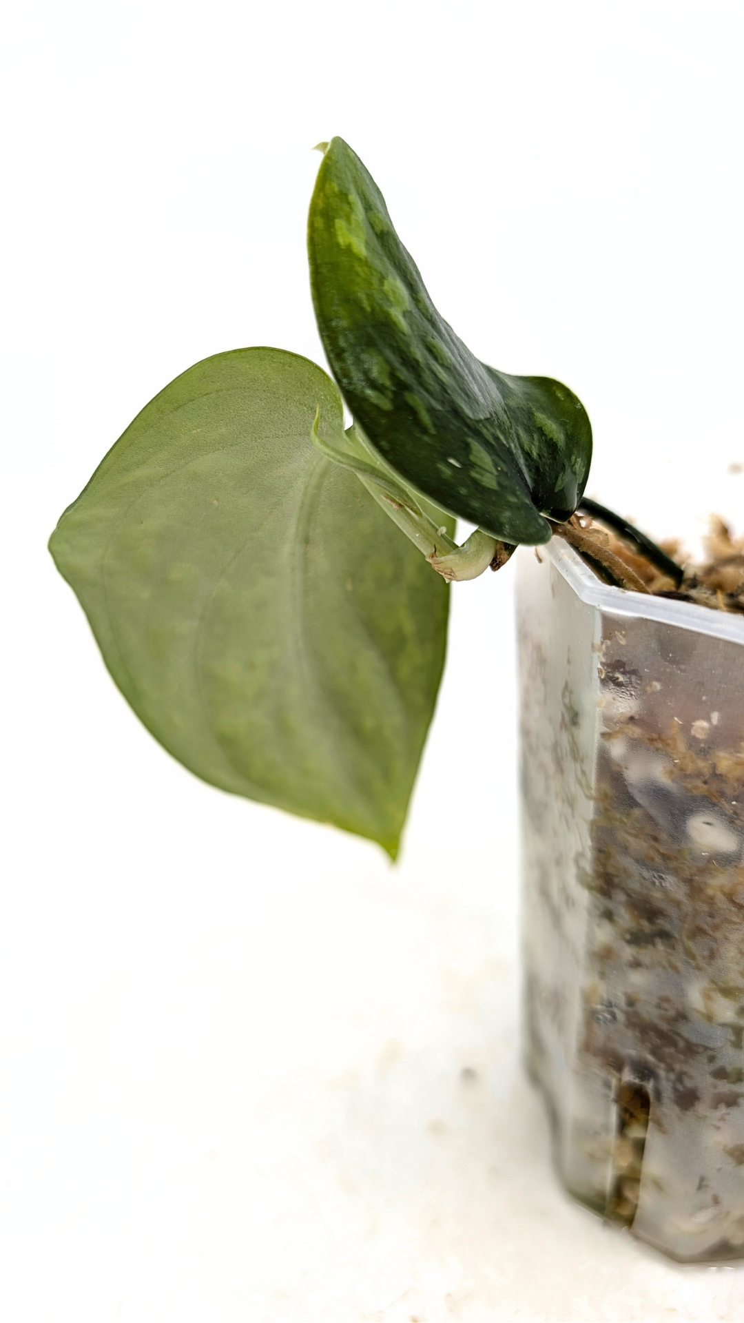 Rare indoor plant Scindapsus Pictus Haask Snake Scale Available for sale at rare plant shop The Leaf Gallery in Perth, Western Australia