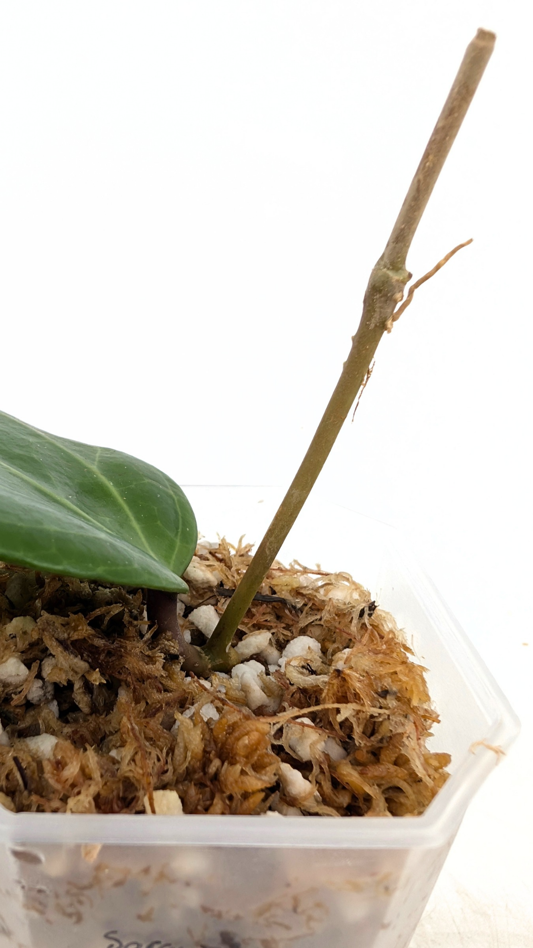 Rare waxplant Hoya Sarawak available for sale at rare indoor plant shop The Leaf Gallery in Perth, Western Australia