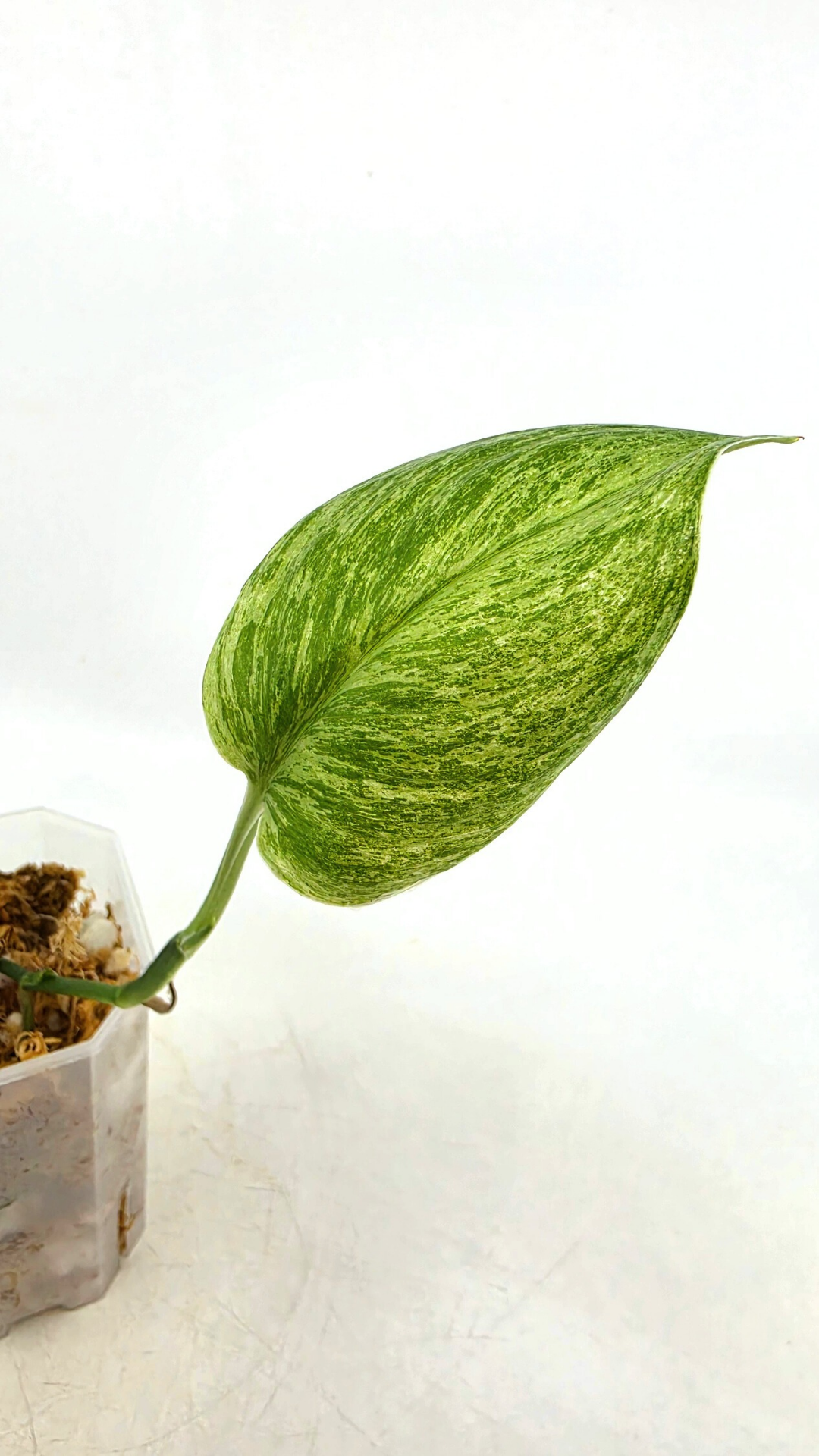 Scindapsus Treubii Moonlight Mint Varigated. Very Rare scindapsus which features mint varigation on green leaves. Grown and propagated by rare plant shop The Leaf Gallery in Perth, Western Australia