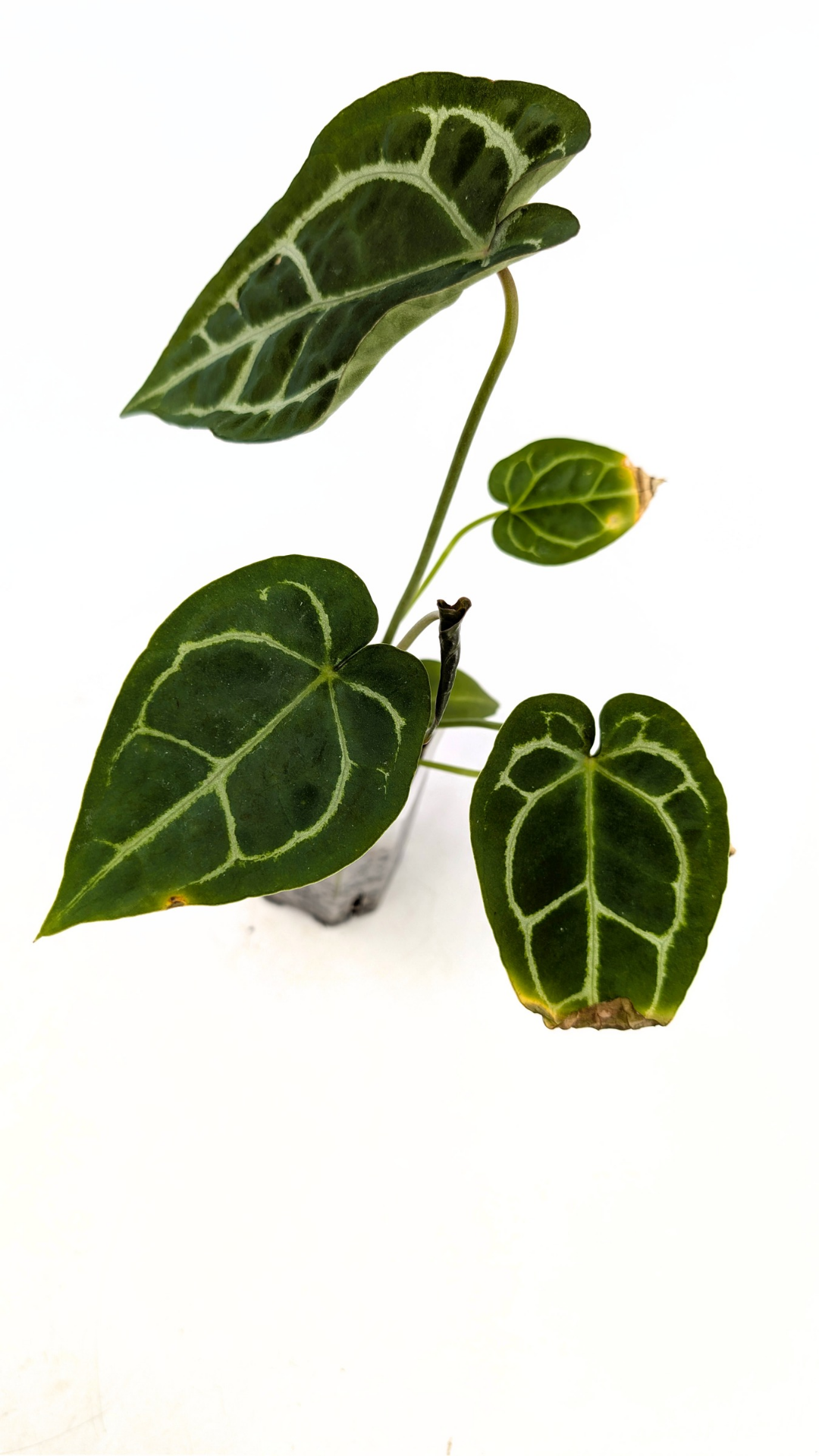 Rare indoor plant Anthurium SKG Silver with Anthurium Forgetii hybrid available at rare plant shop The Leaf Gallery in Perth, Western Australia